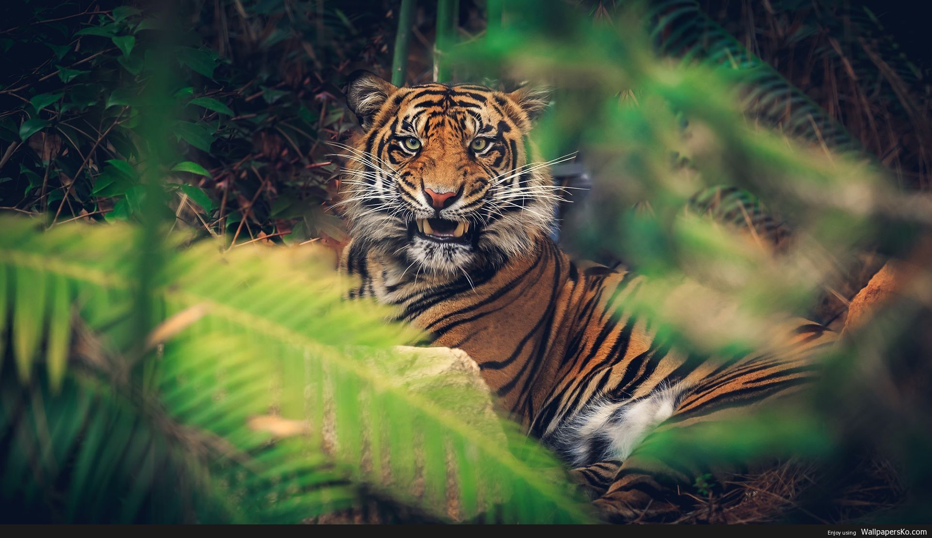 4k Animal Wallpaper HD Wallpaper