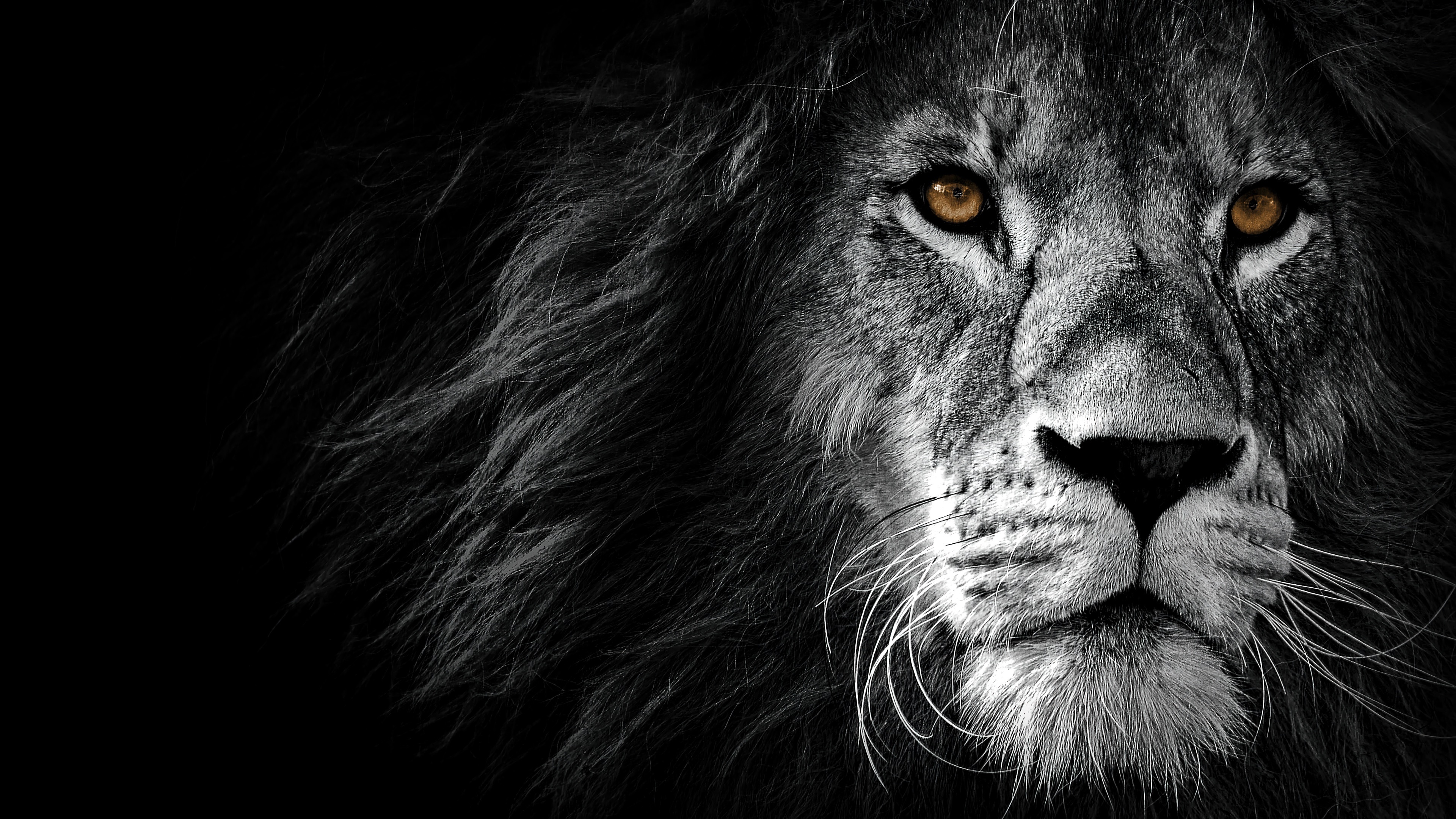 lion, monochrome, animal, 4k Gallery HD Wallpaper