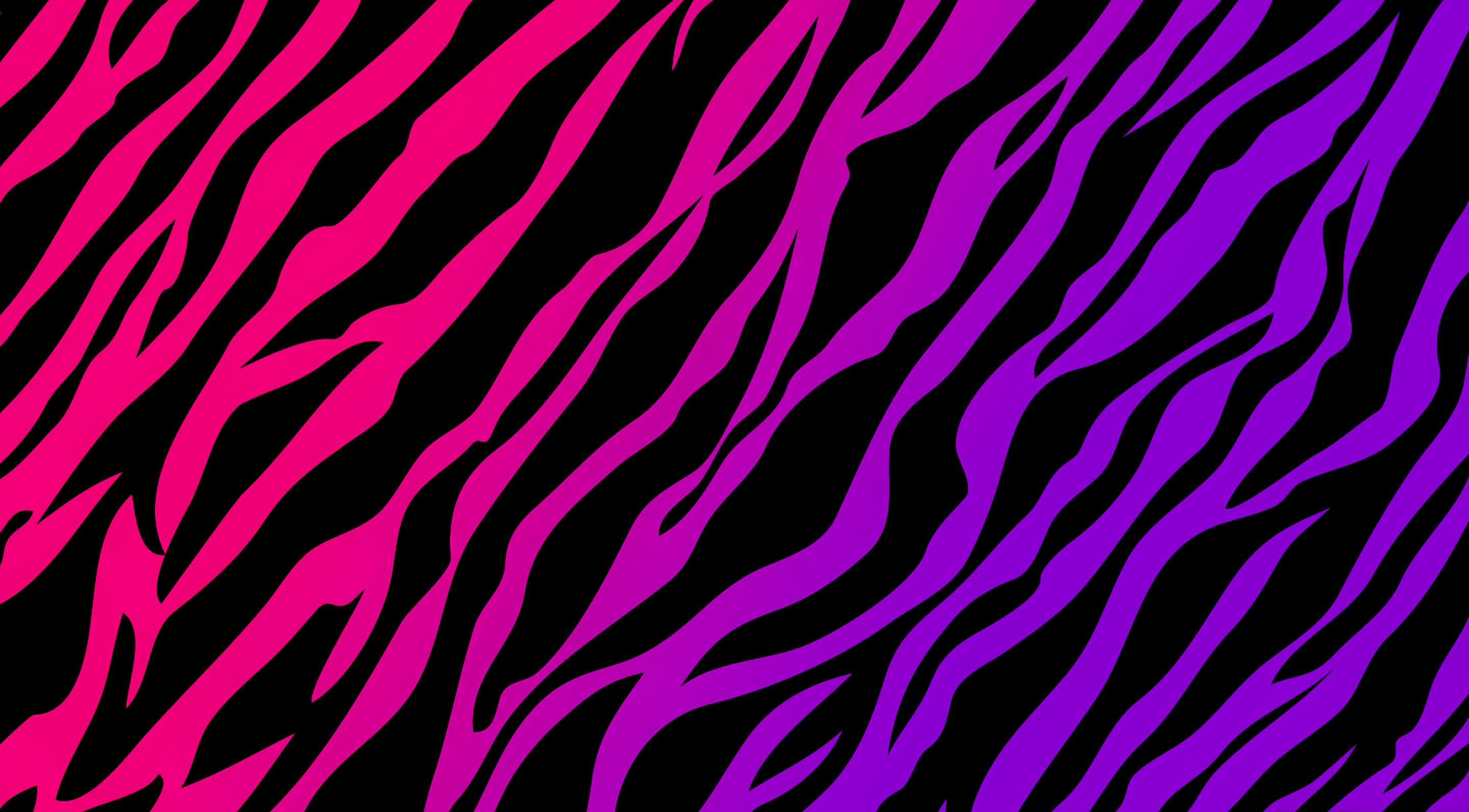 Zebra 4K wallpaper for your desktop or mobile screen free and easy to download