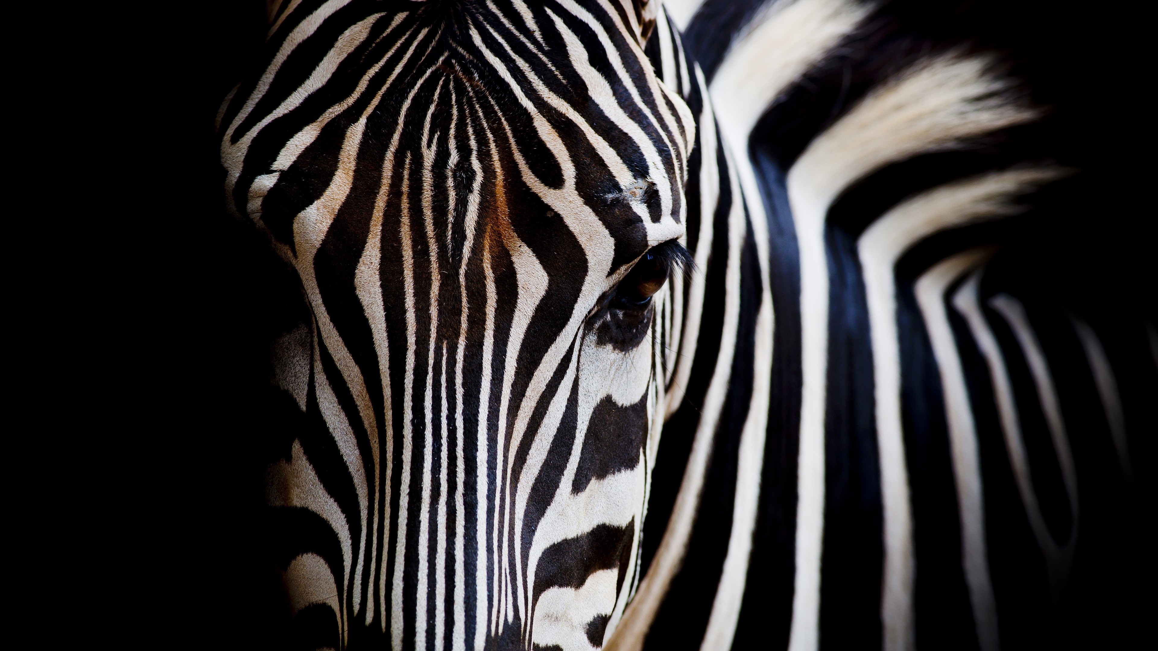 4K, white, zebras, dark, black, animals Gallery HD Wallpaper