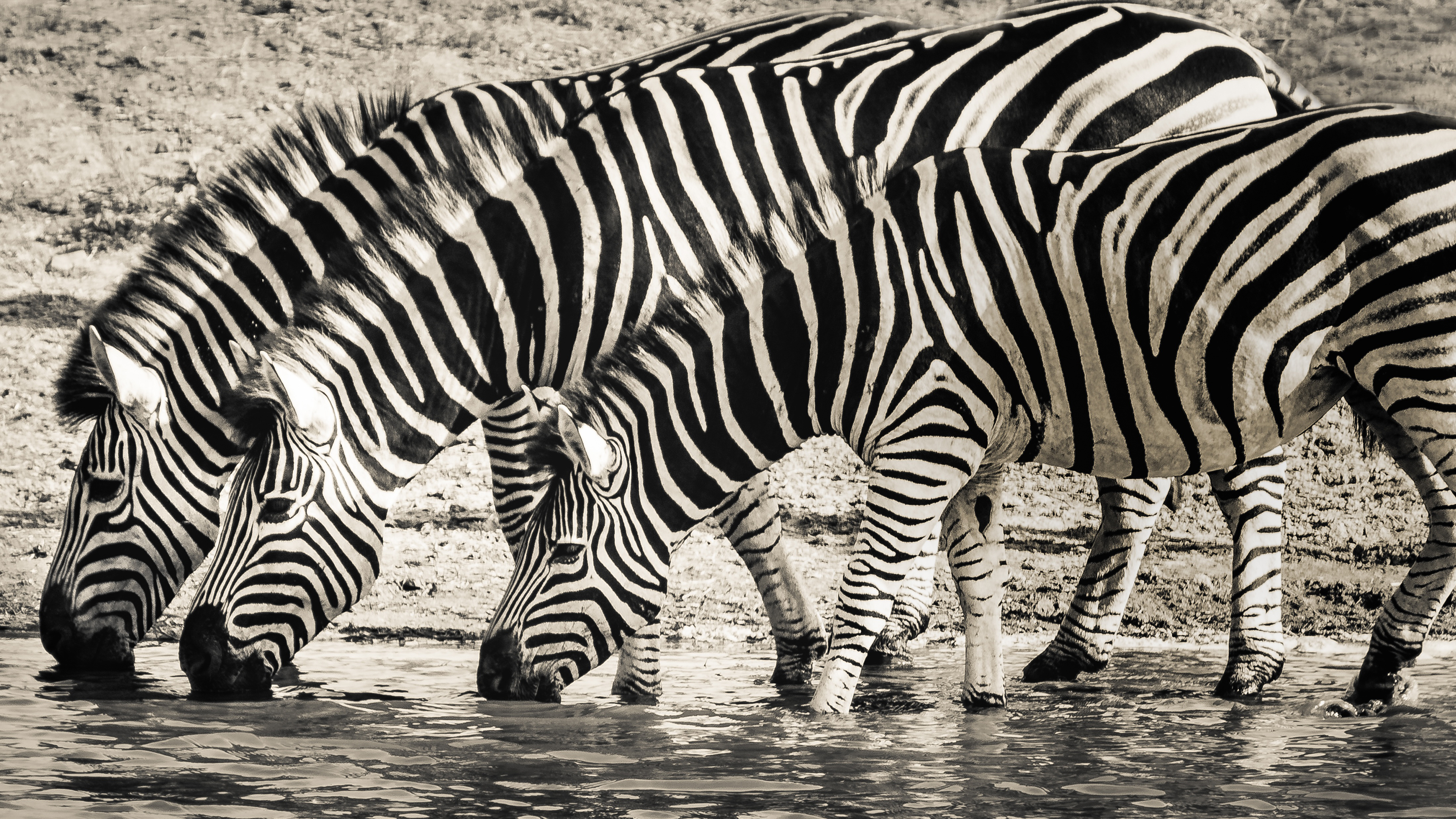 Thirsty Zebras 4K Wallpaper x 2160 pxK