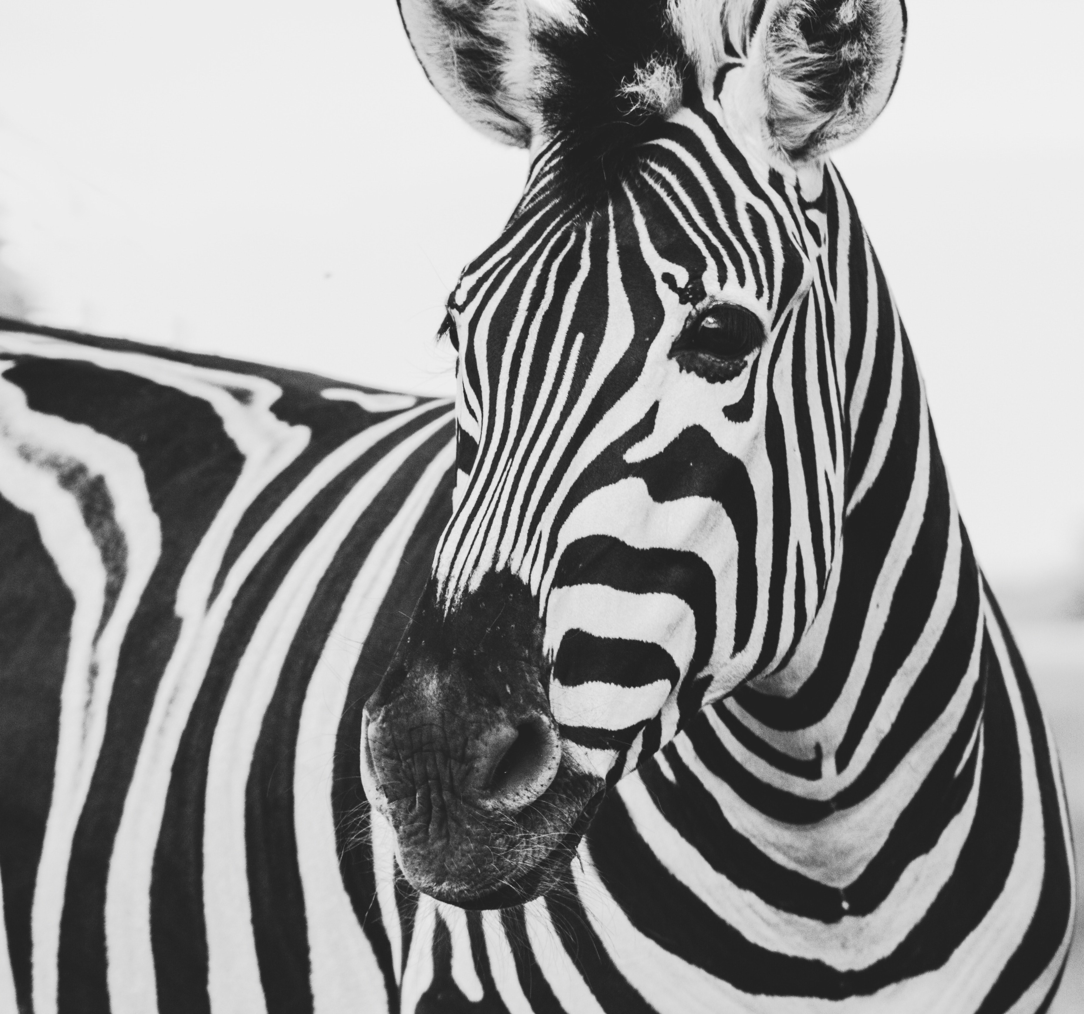 Wallpaper / black and white striped zebra in a black and white picture in knuthenborg safaripark, black and white zebra 4k wallpaper free download