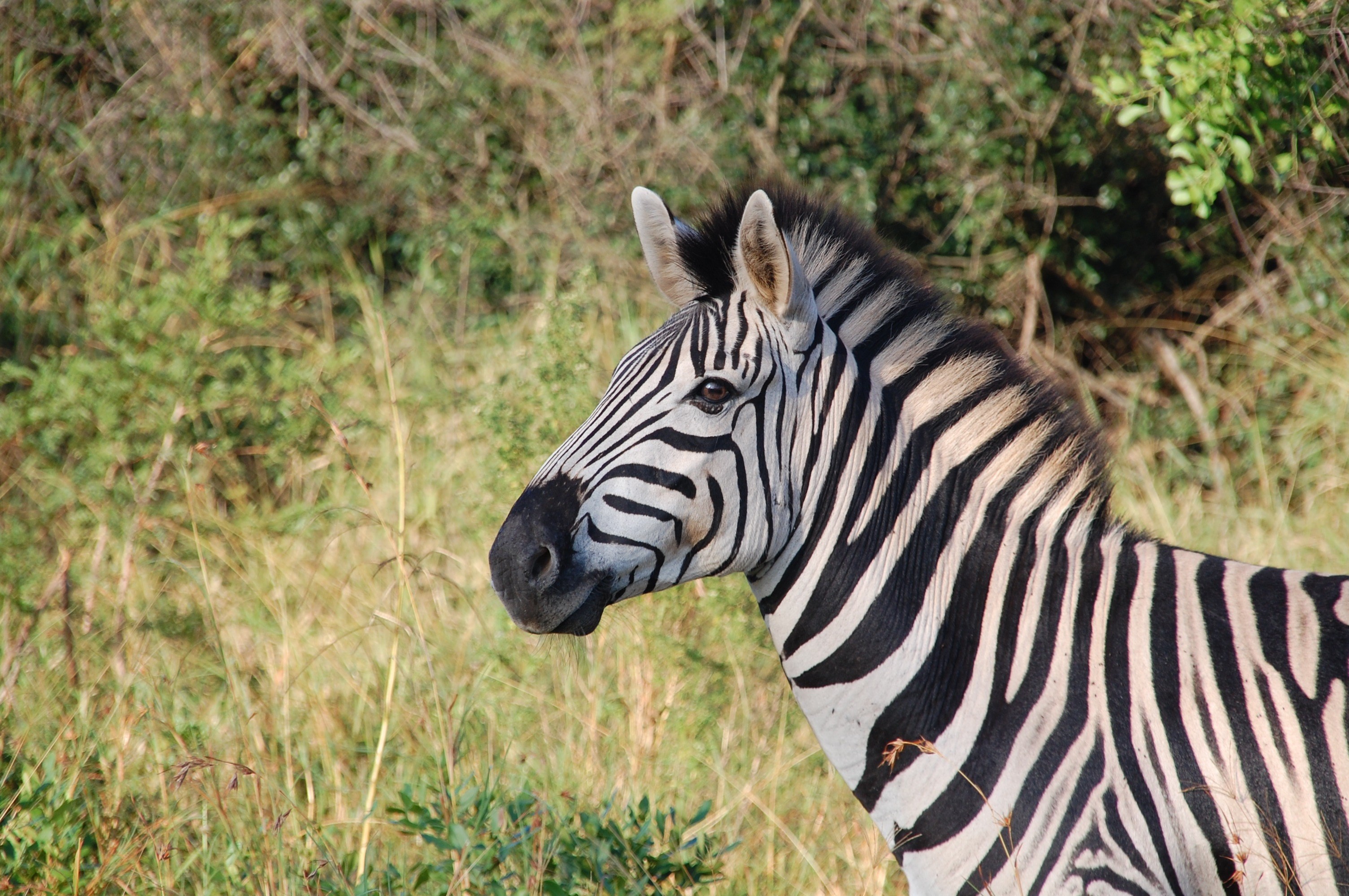Wallpaper / south africa wild nature wildlife animals zebra 4k wallpaper free download