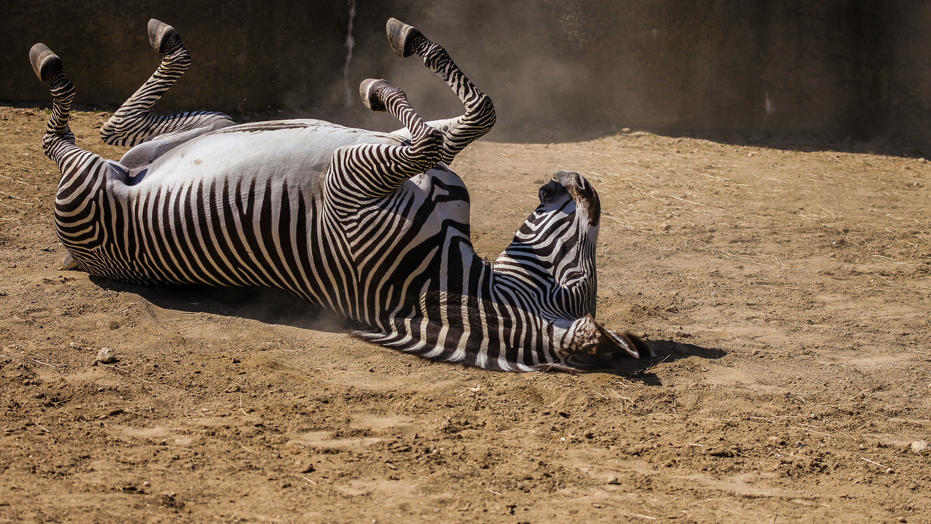 Lazy Zebra 4K Wallpaper x 2160 pxK