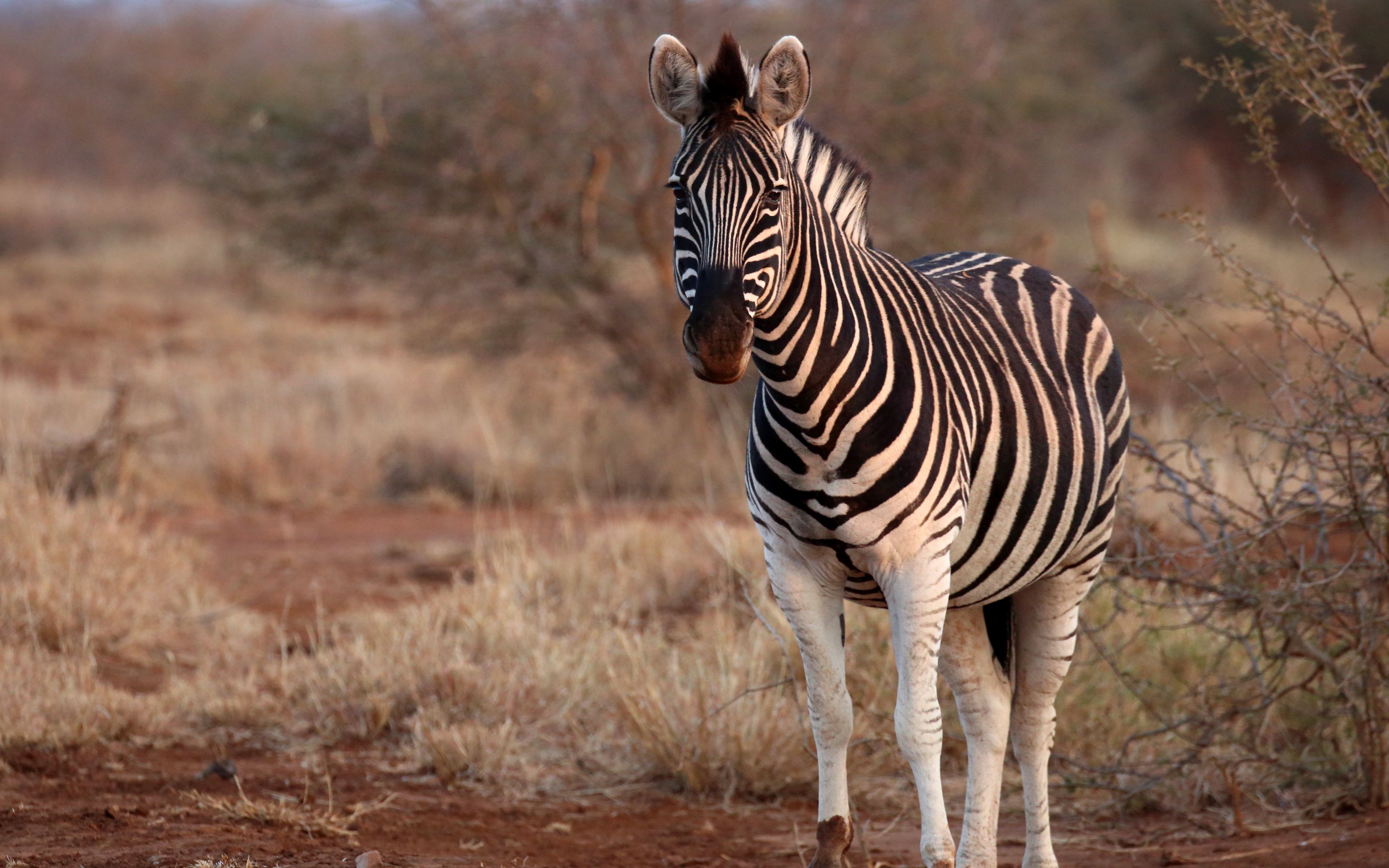 Download wallpaper 3840x2400 zebra, animal, wildlife, safari 4k ultra HD 16:10 HD background