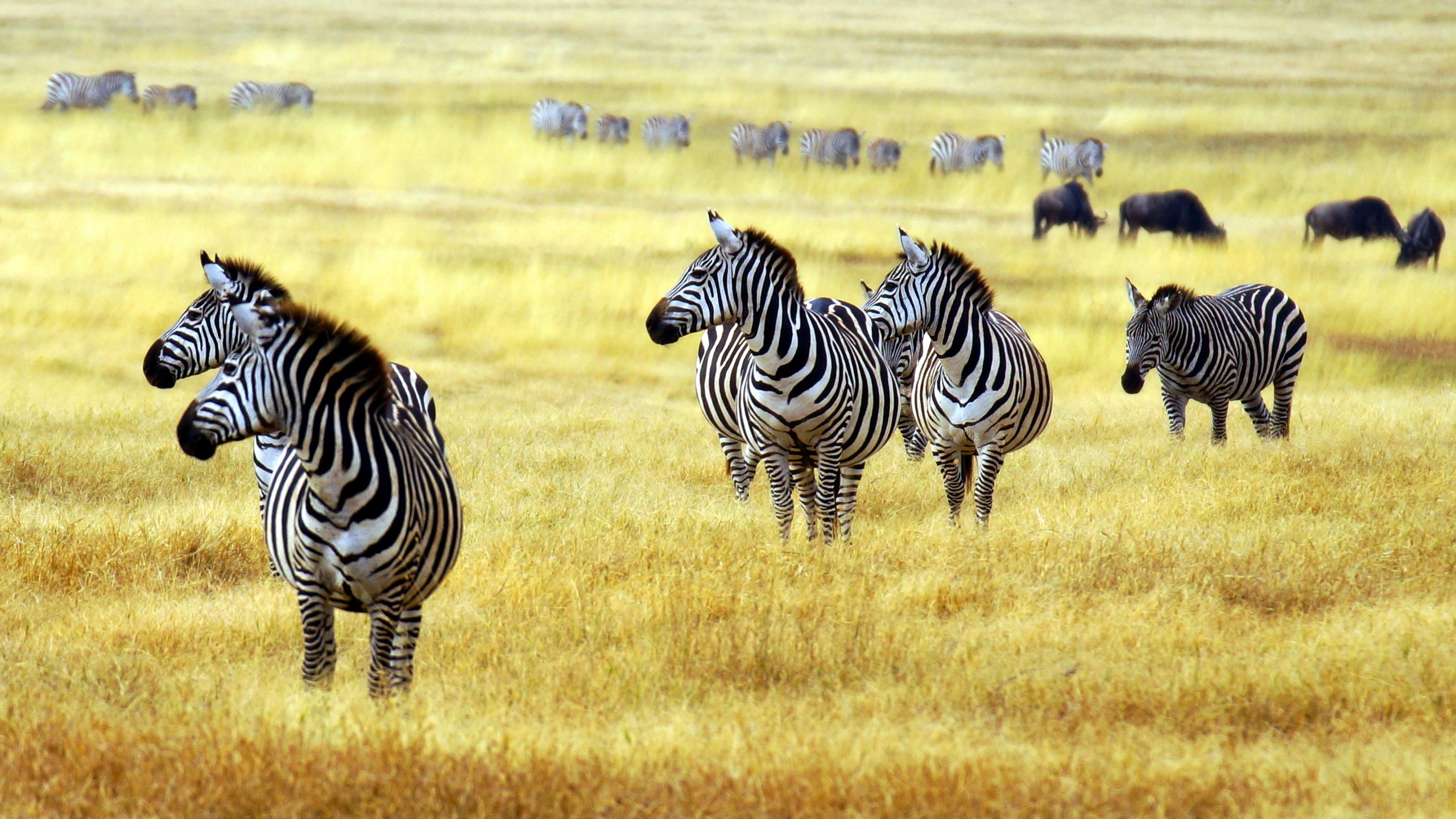 Wallpaper Zebra, savanna, cute animals, Animals
