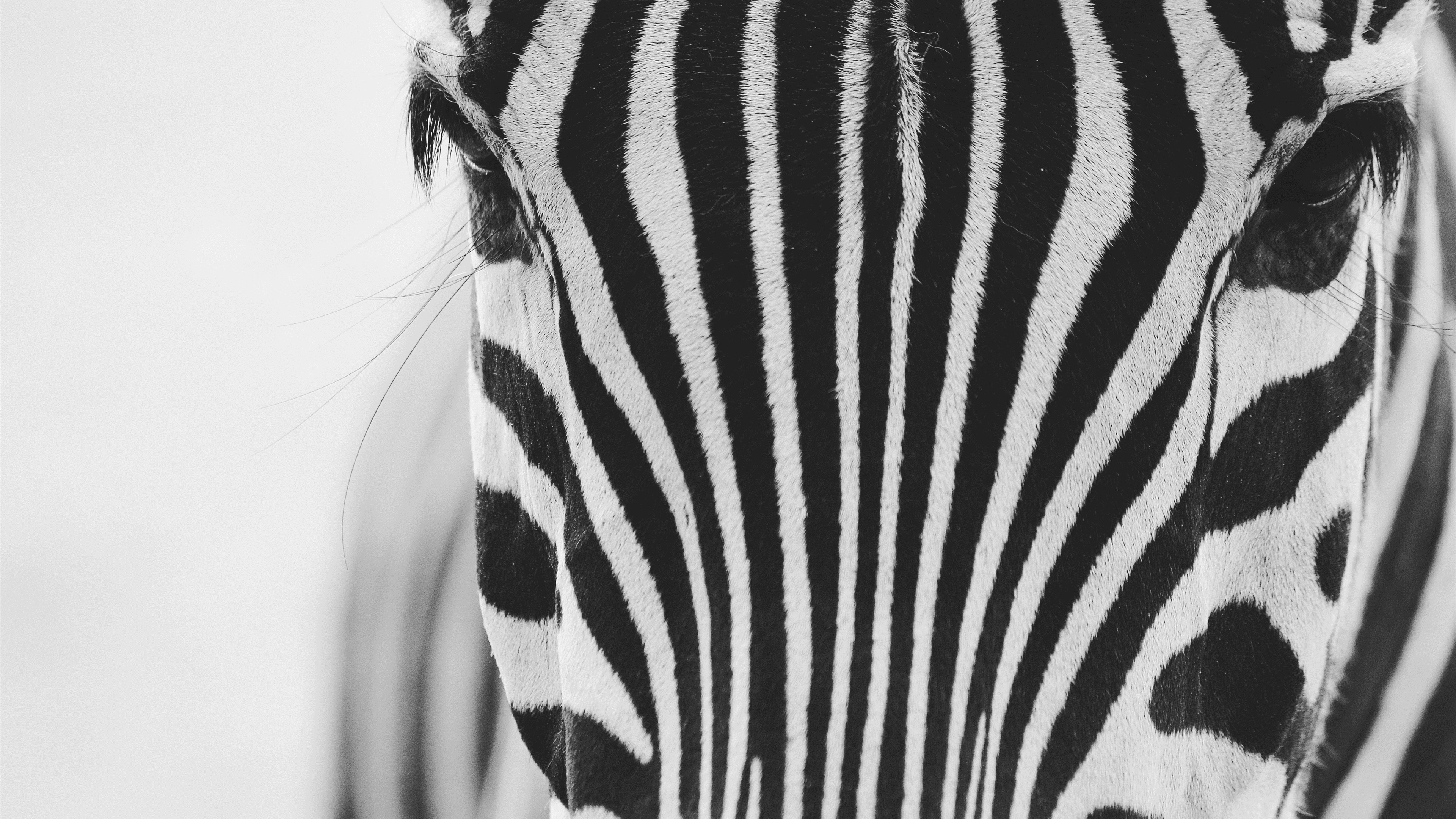 Wallpaper Zebra, white and black texture 3840x2160 UHD 4K Picture, Image