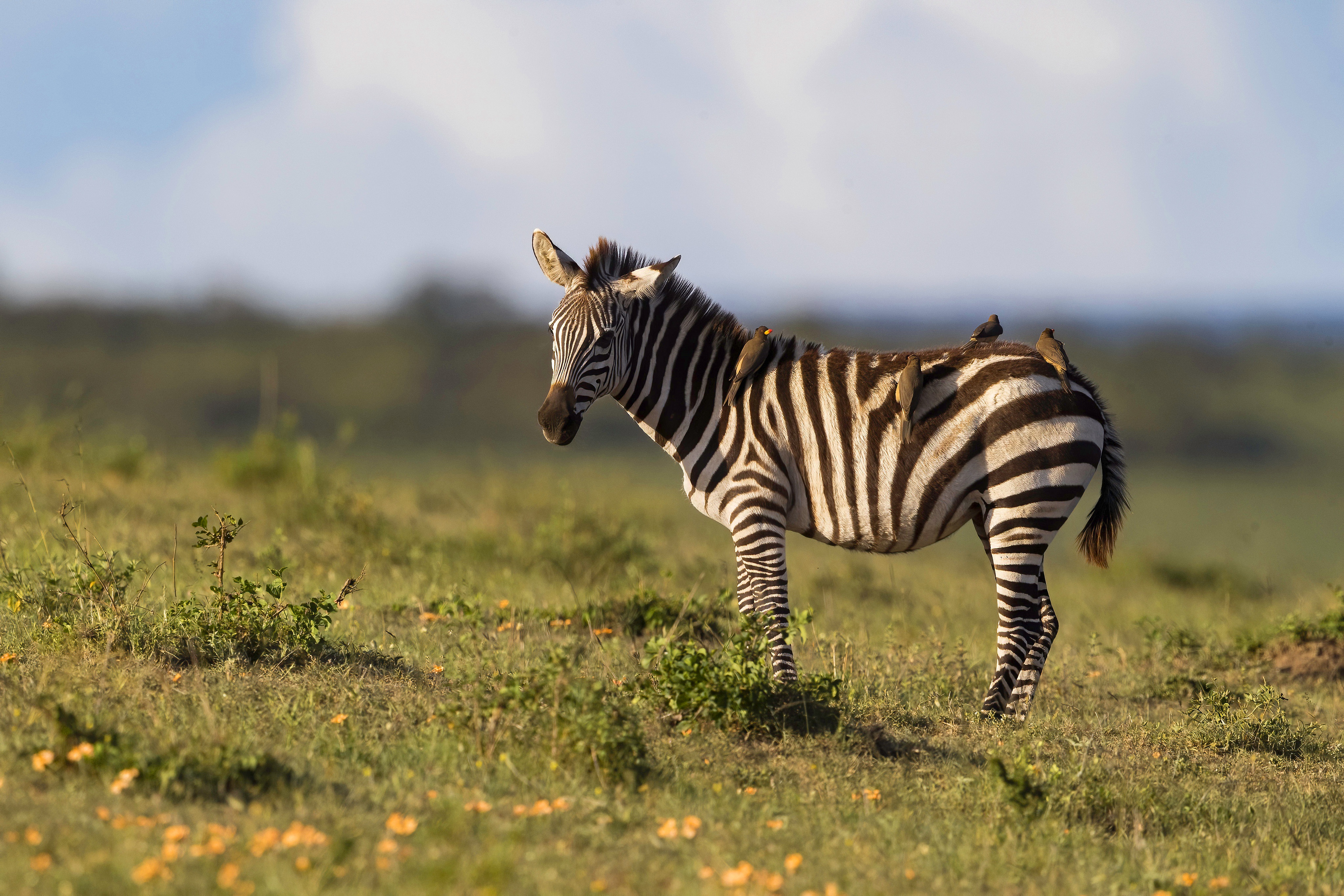 4K Zebra Wallpaper and Background Image