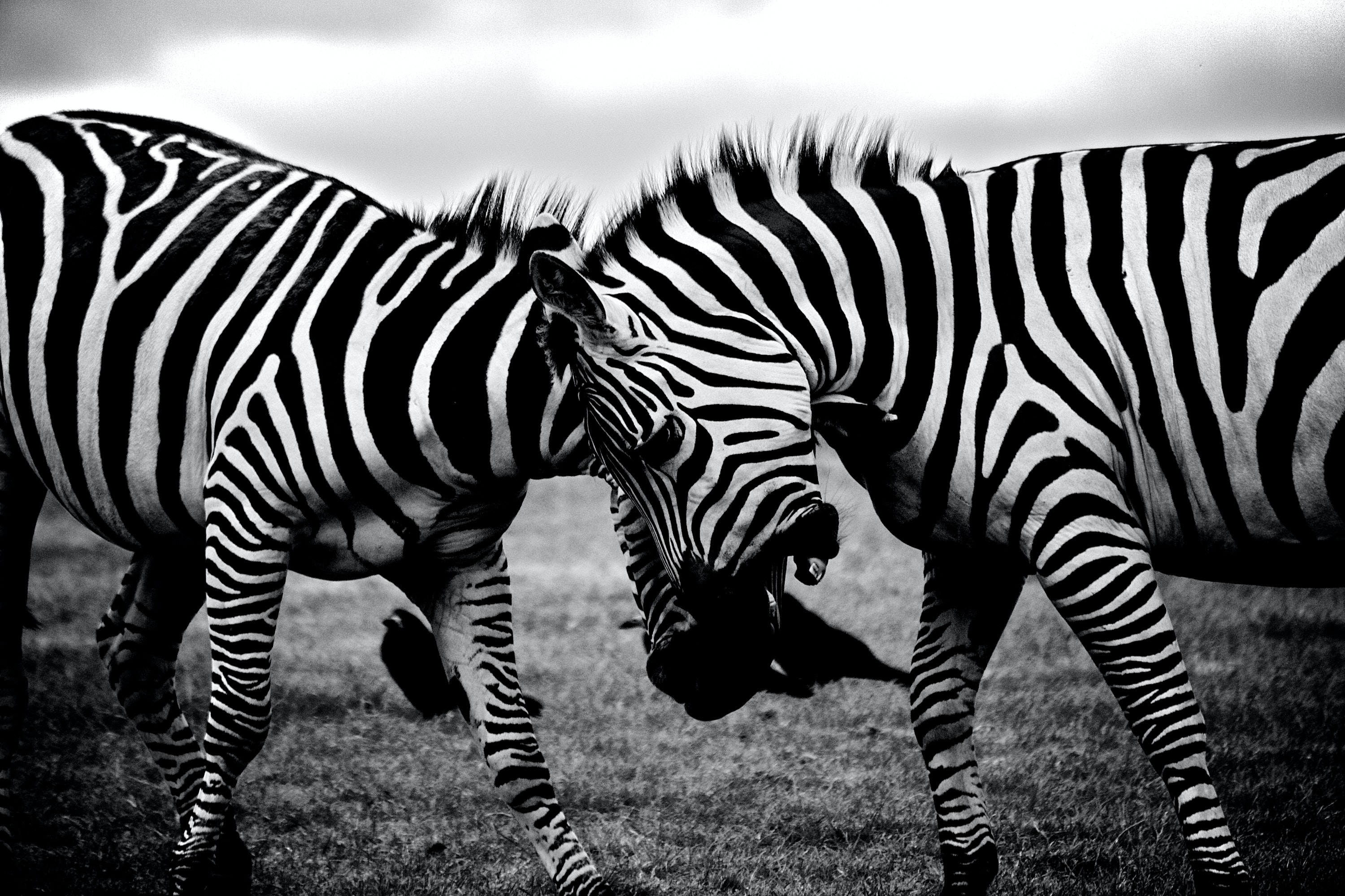 Grayscale Photography of Two Zebra on Standing on Ground · Free