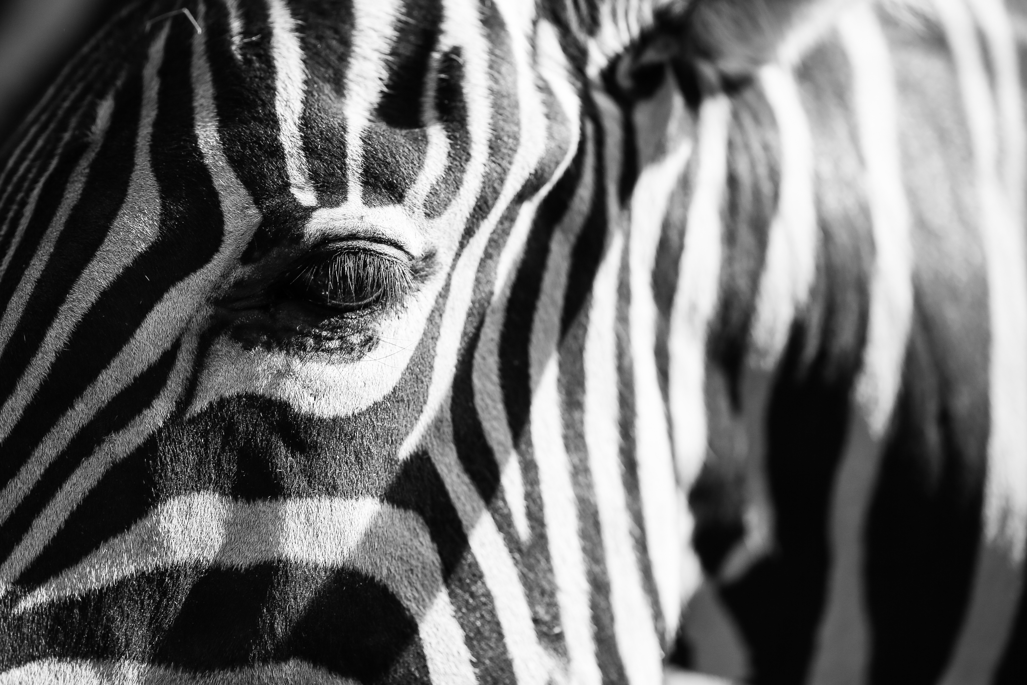 Abstract Real Zebra Stripes Free
