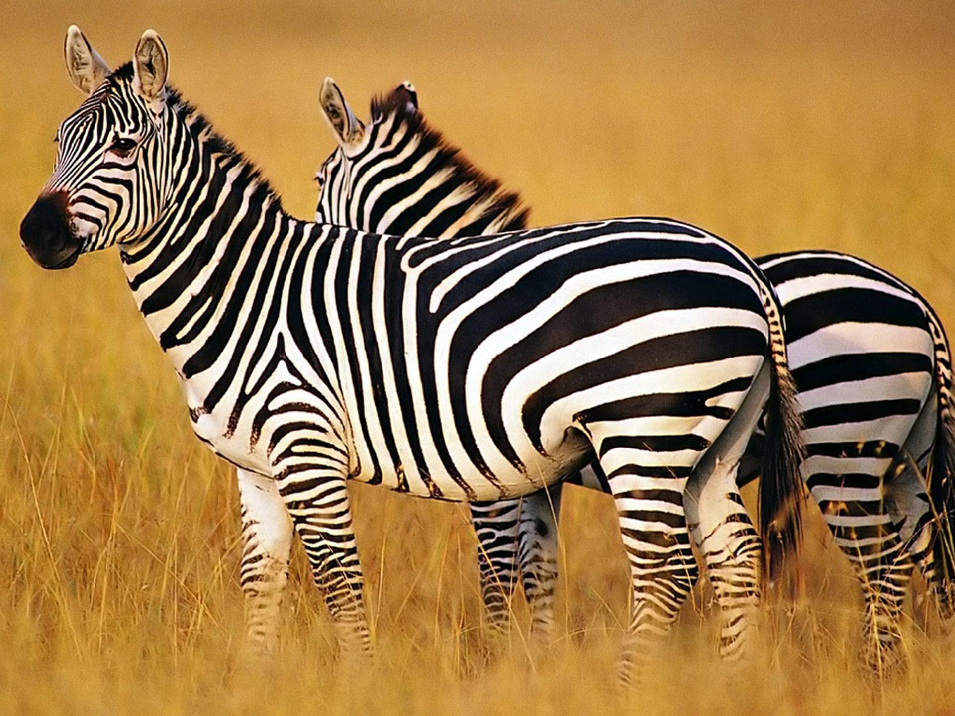 Zebra Desktop Wallpaper