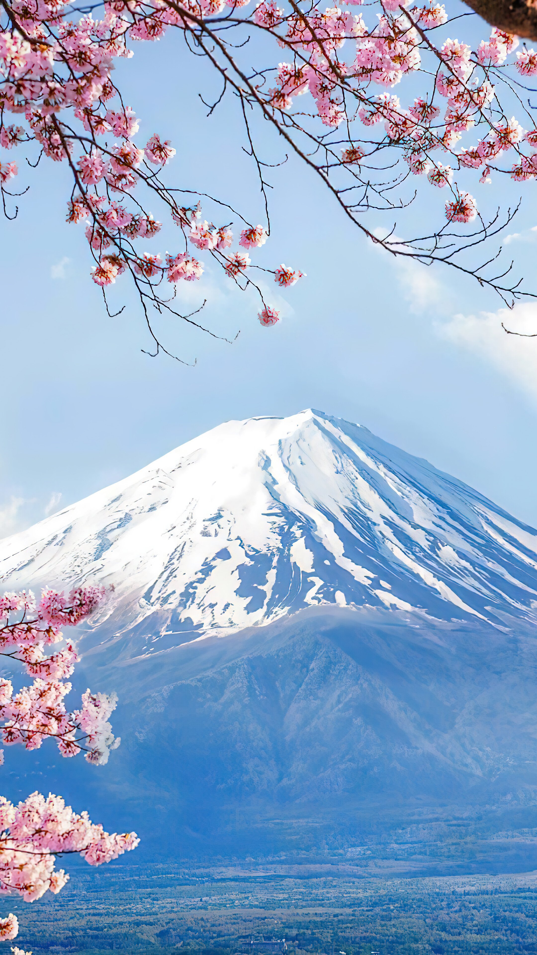 Free download Mount Fuji Cherry Blossom Scenery Volcano HD 4K Wallpaper 82883 [2160x3840] for your Desktop, Mobile & Tablet. Explore Mount Fuji Cherry Blossom Wallpaper. Cherry Blossom Background, Cherry