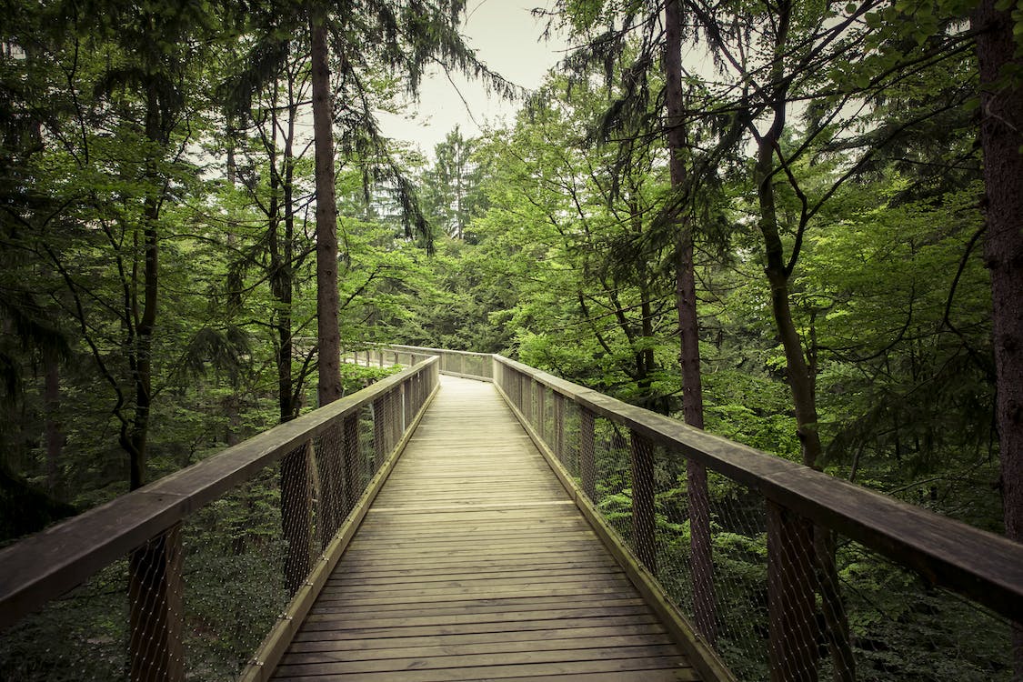Free of 4k wallpaper, adventure, alpine forest, boardwalk, bridge, coniferous trees, daylight, eco friendly, environment, foliage, forest, forest trail, green, hike, hiking path, landscape image, light, lush forest, natural landscape