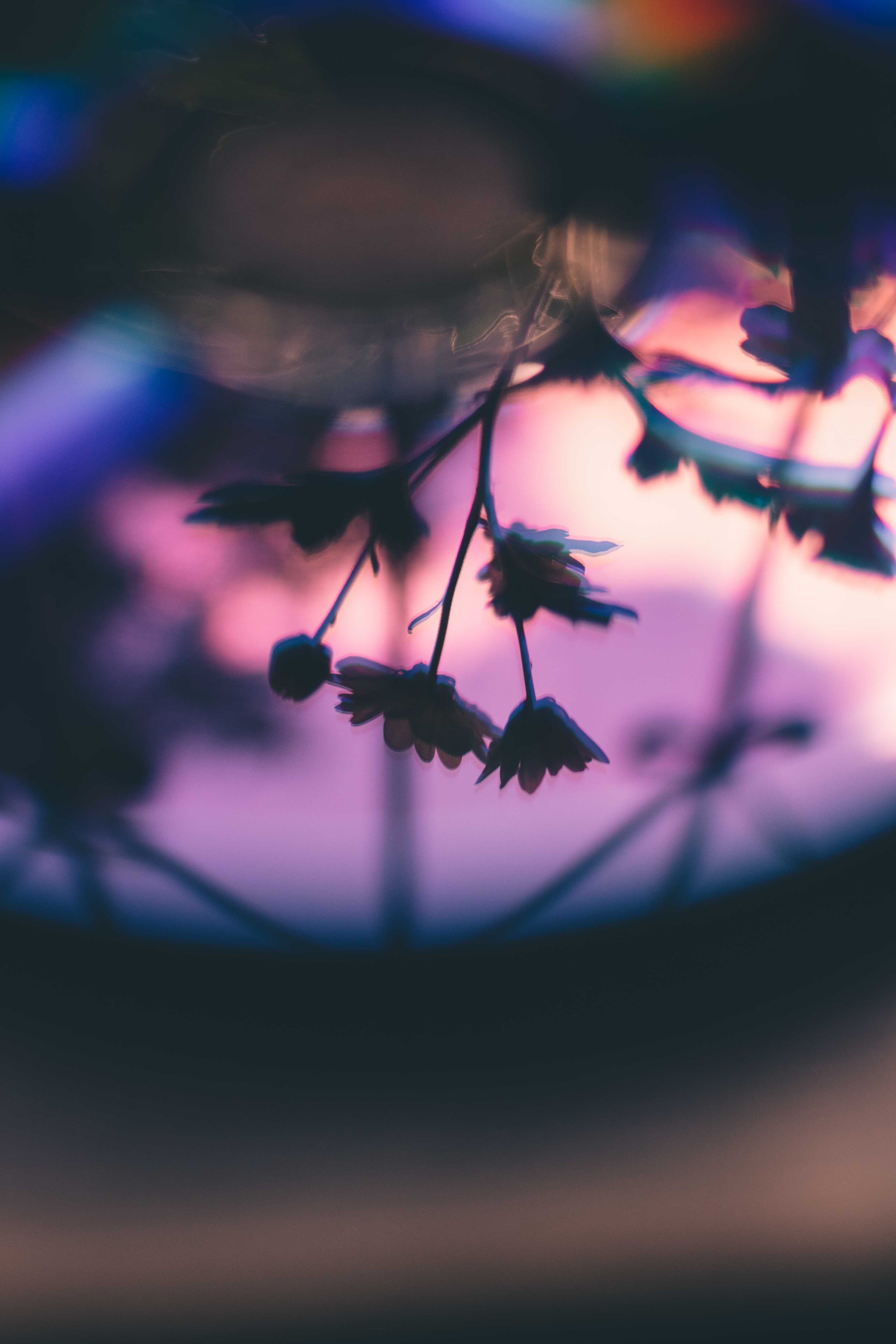 Wallpaper World: 4K, HD Background Beautiful 4K, HD Mobile Wallpaper collection in Wallpaper World by PixaBro #sky #purple #close_up #macro_photography #branch #petal #hdwallpaper #hdbackground Image Source