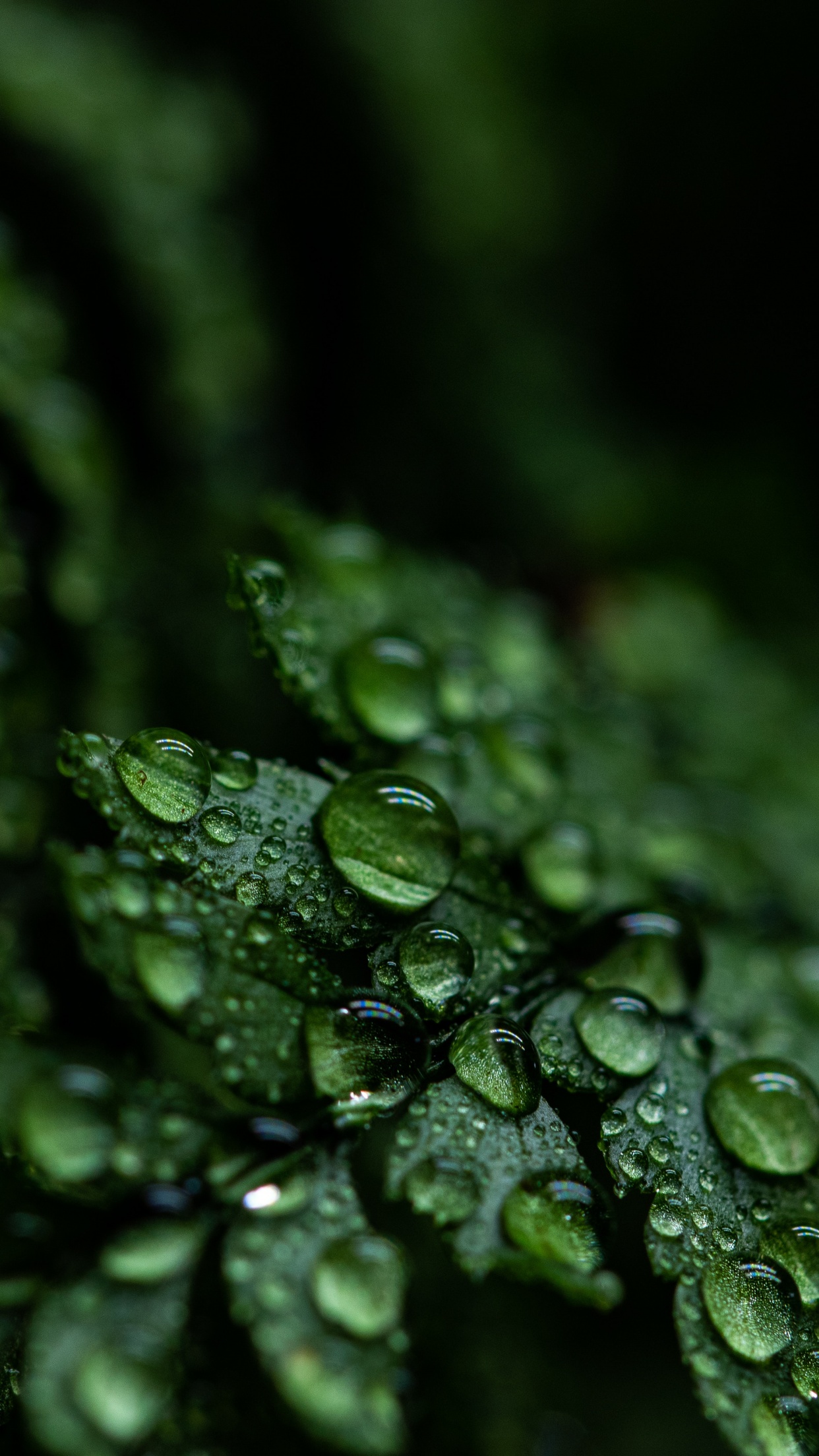 Leaves Wallpaper 4K, Rain drops, Dark, Plant, Droplets