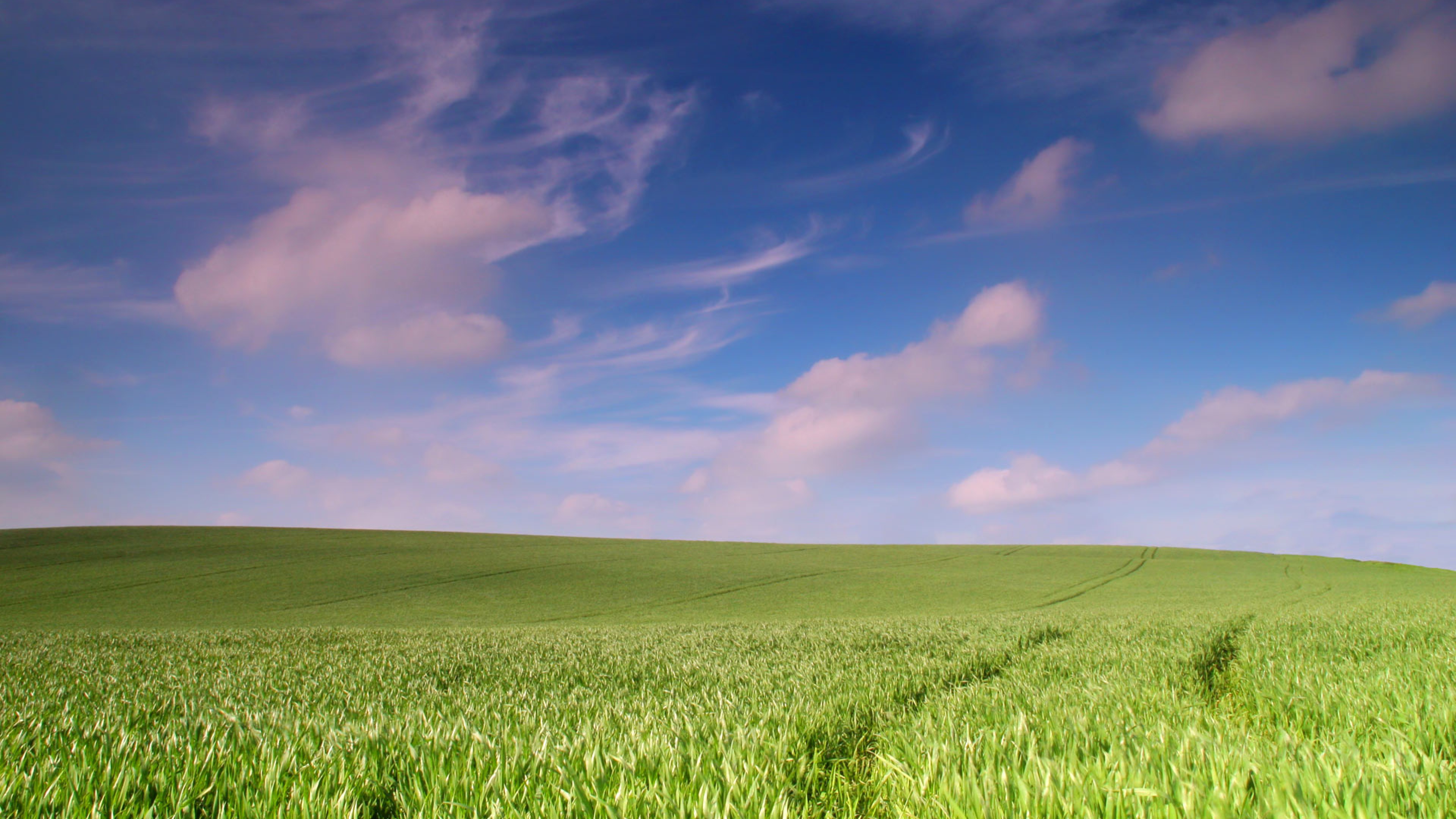Open Field HD Wallpaper 4K Ultra HD