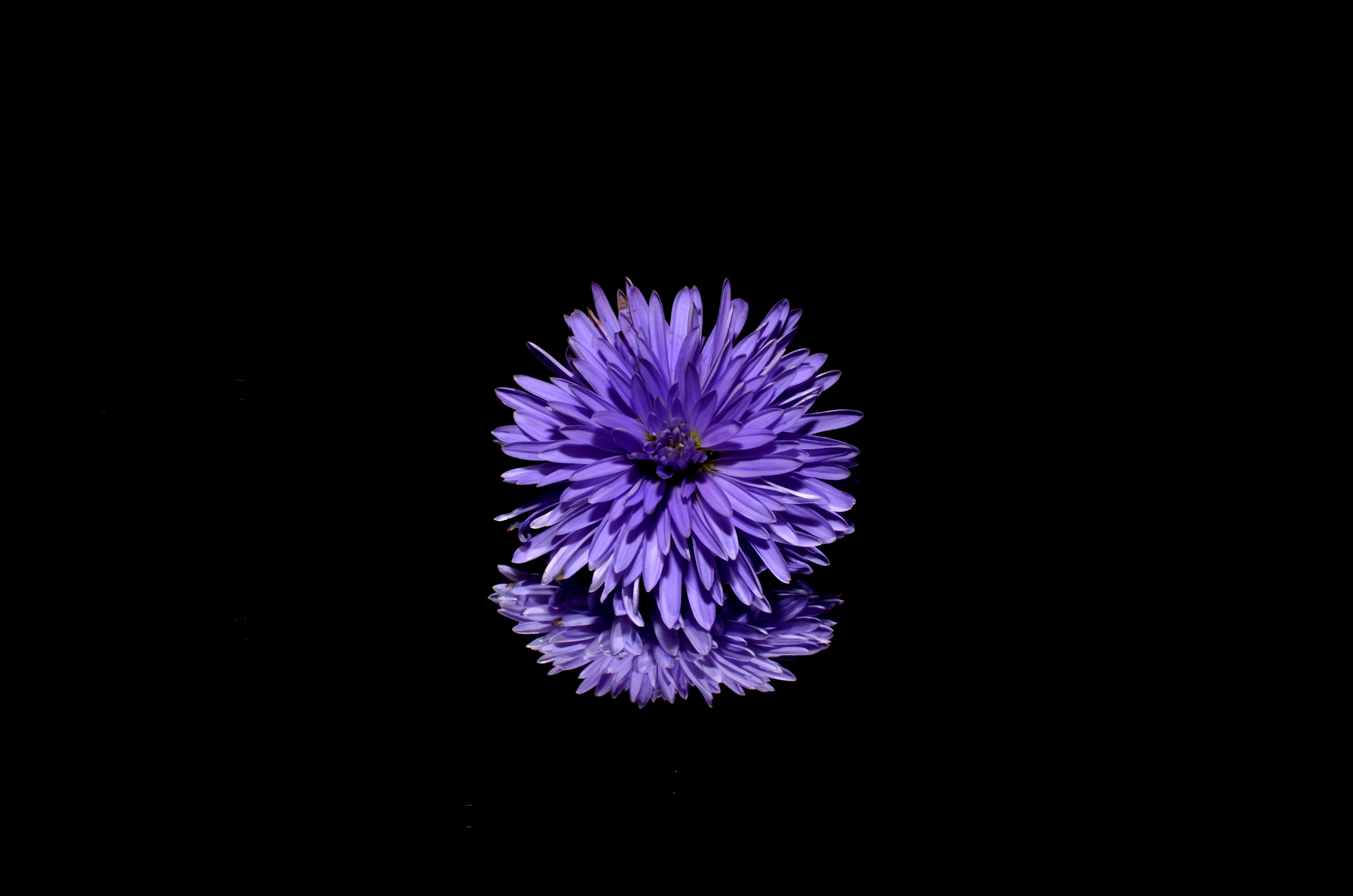 Wallpaper 4k Blossom Purple Flower Black Background Reflection 4k Wallpaper