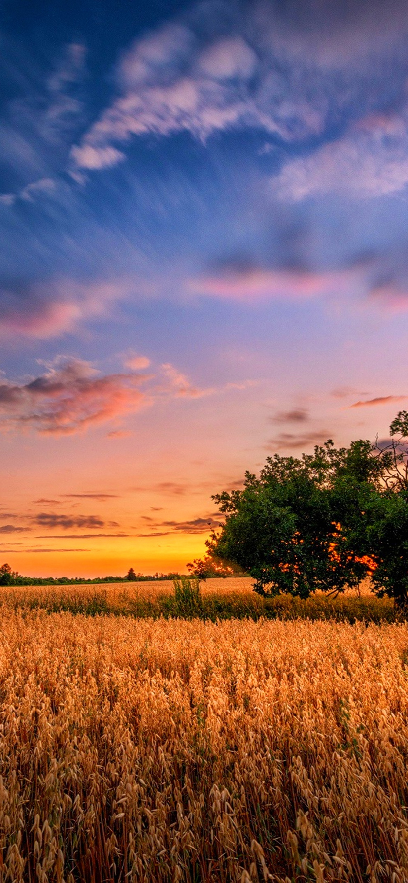 Download Nature, Field, Summer, Sunset, Wood Wallpaper in 828x1792 Resolution