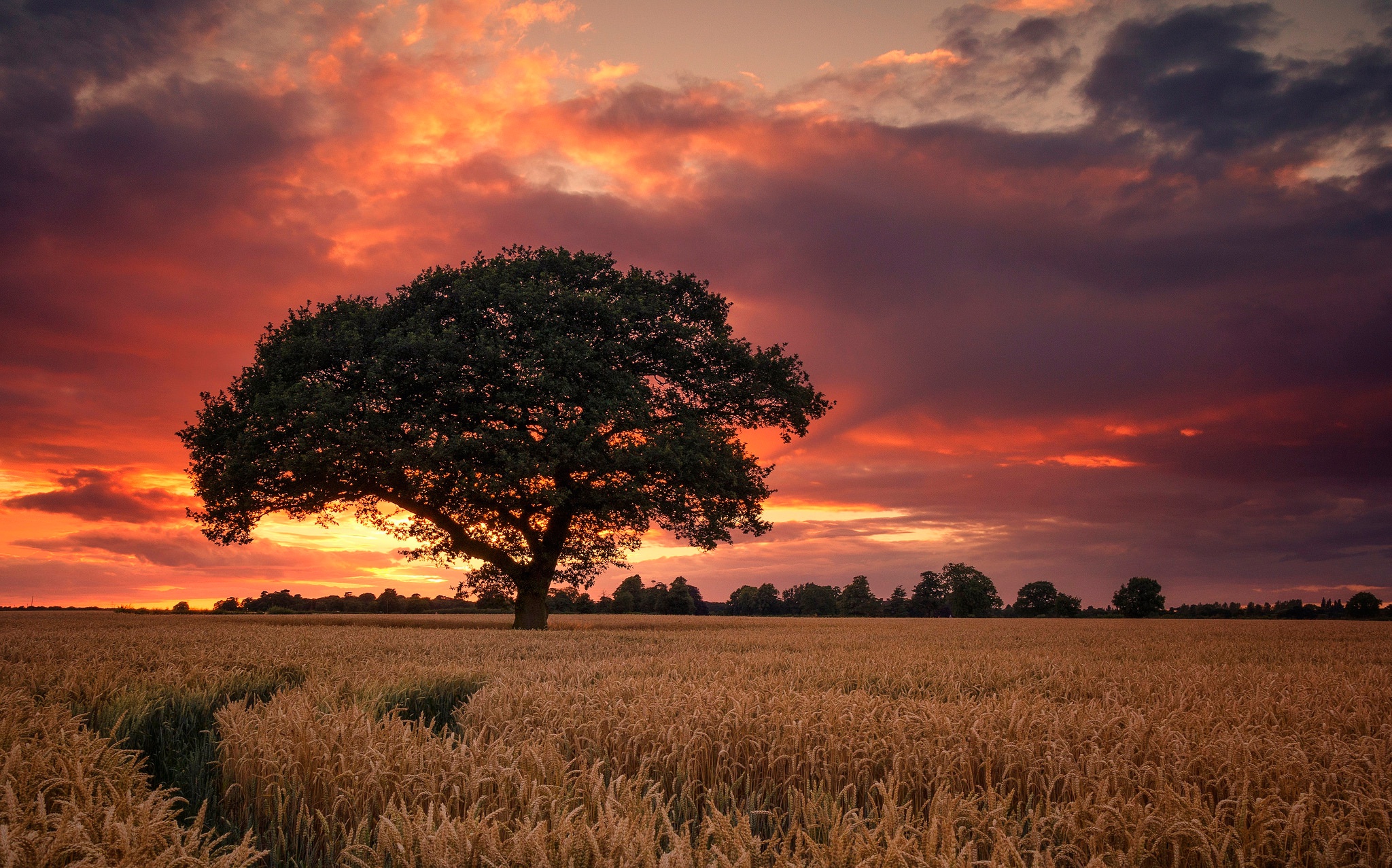 HD desktop wallpaper: Nature, Sunset, Summer, Wheat, Tree, Earth, Field, Cloud download free picture