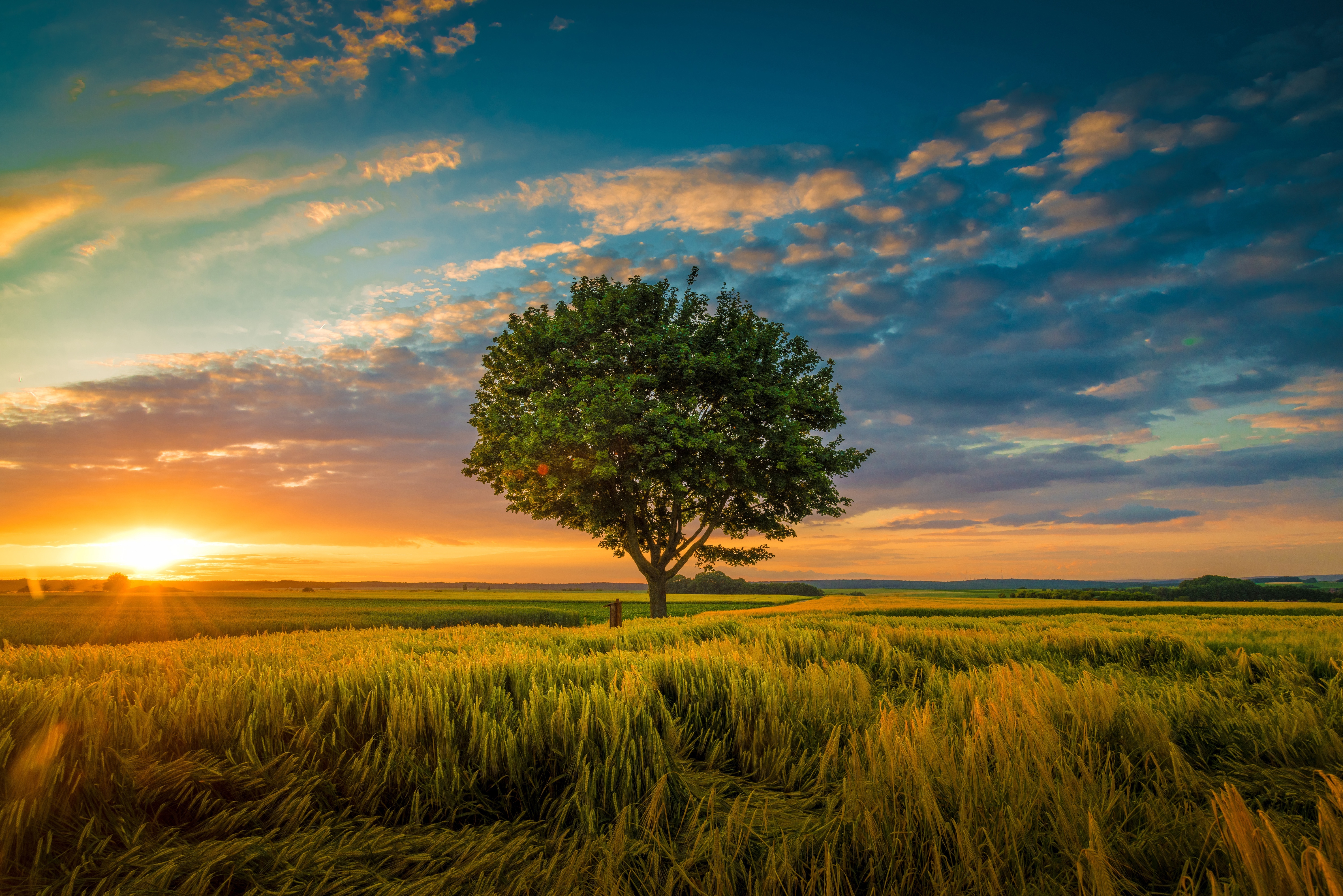 Tree 4K, Field Gallery HD Wallpaper