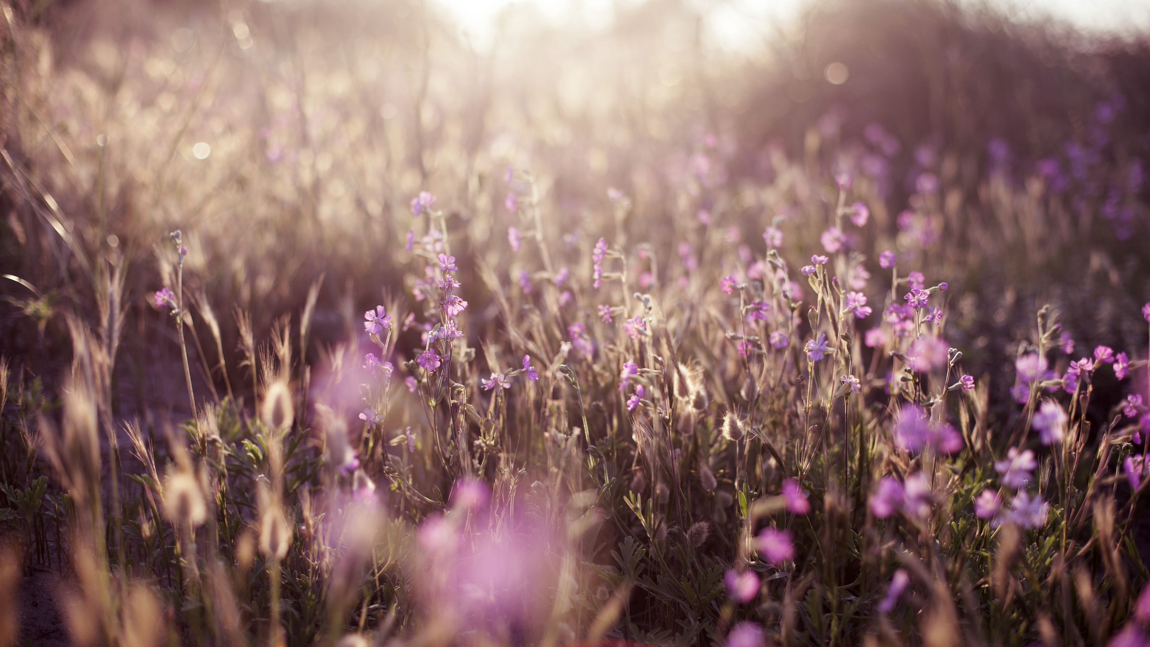 Wallpaper Field, 5k, 4k wallpaper, flowers, sun, purple, Nature