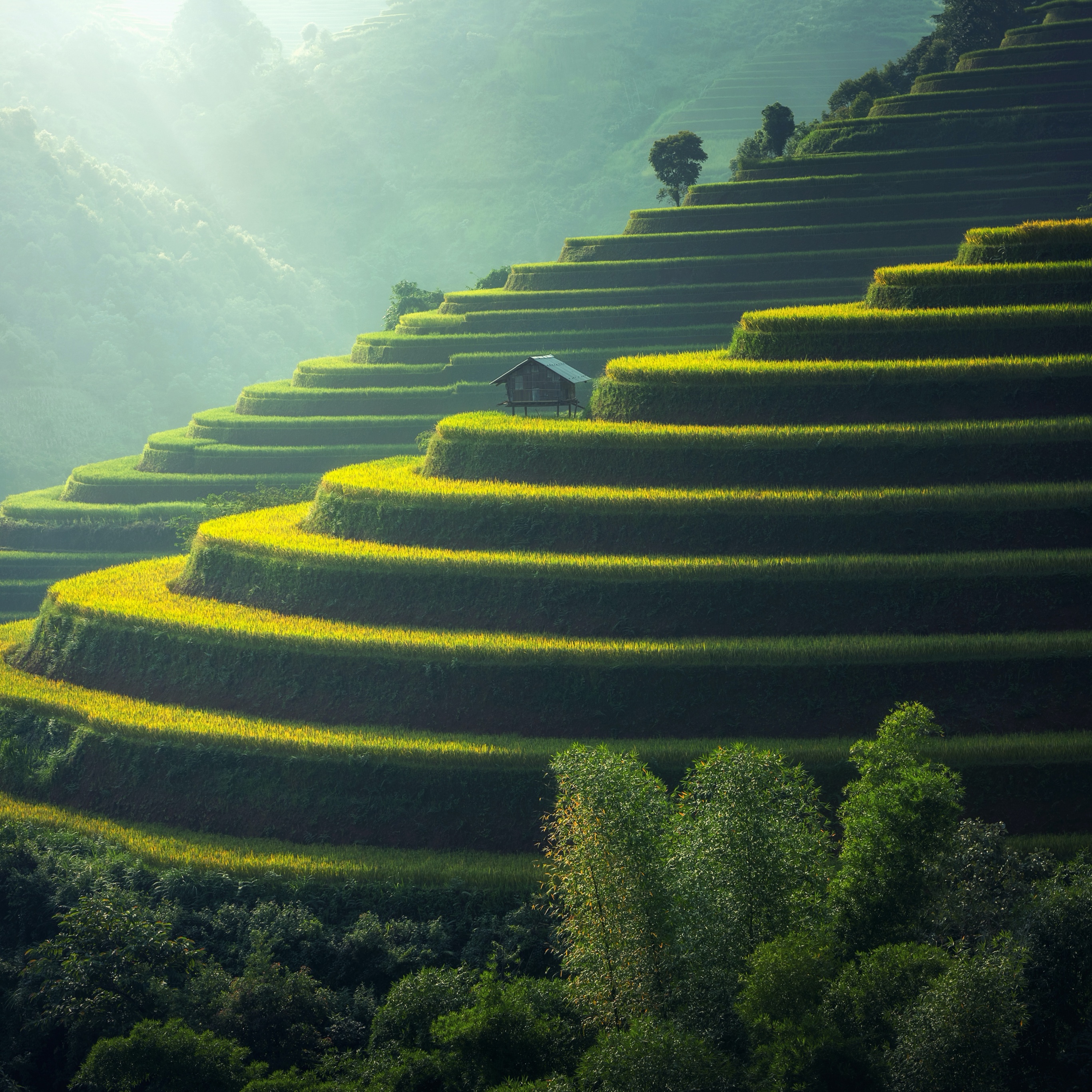 Rice fields Wallpaper 4K, Agriculture, Paddy fields