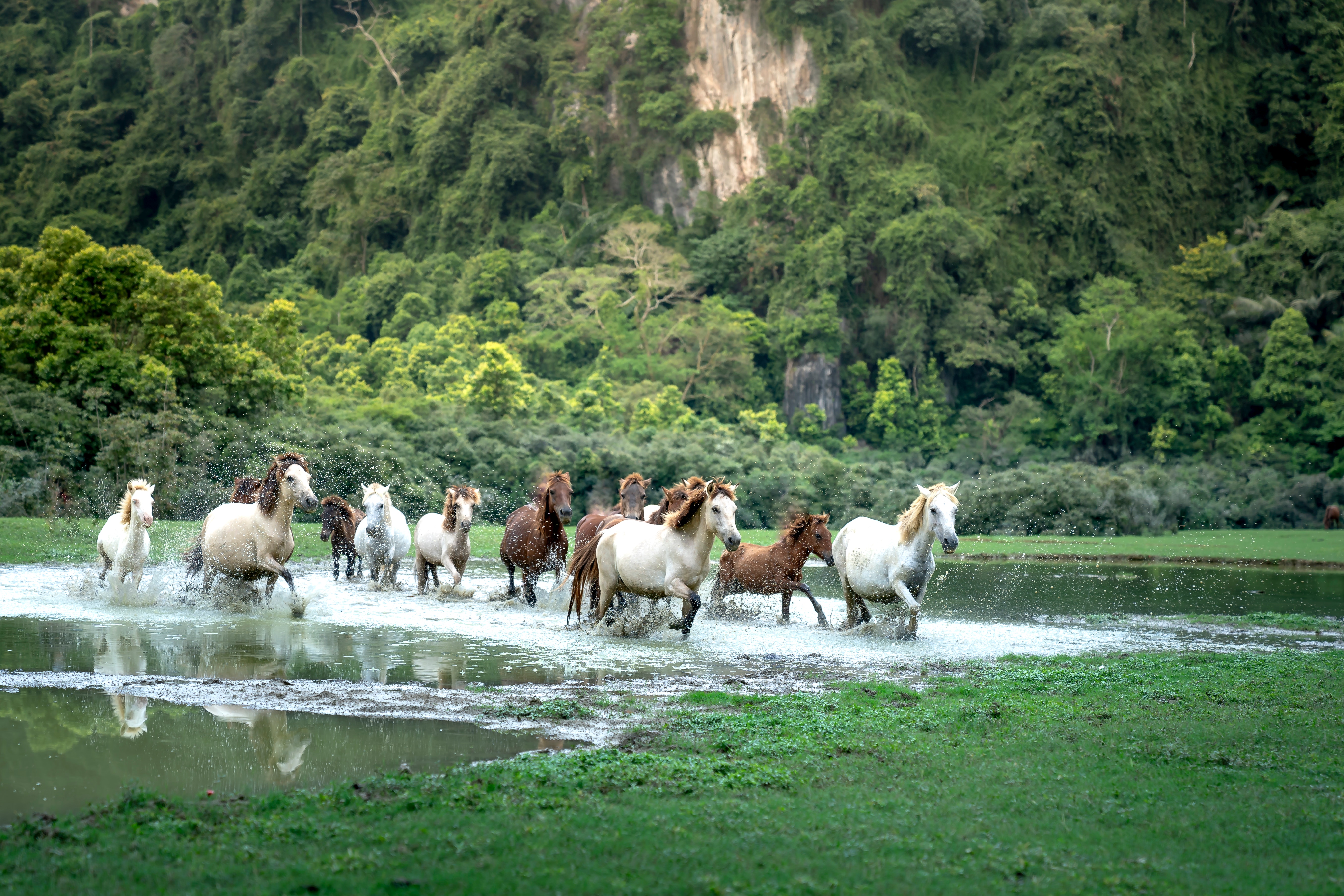 Running Horses Photo, Download The BEST Free Running Horses & HD Image