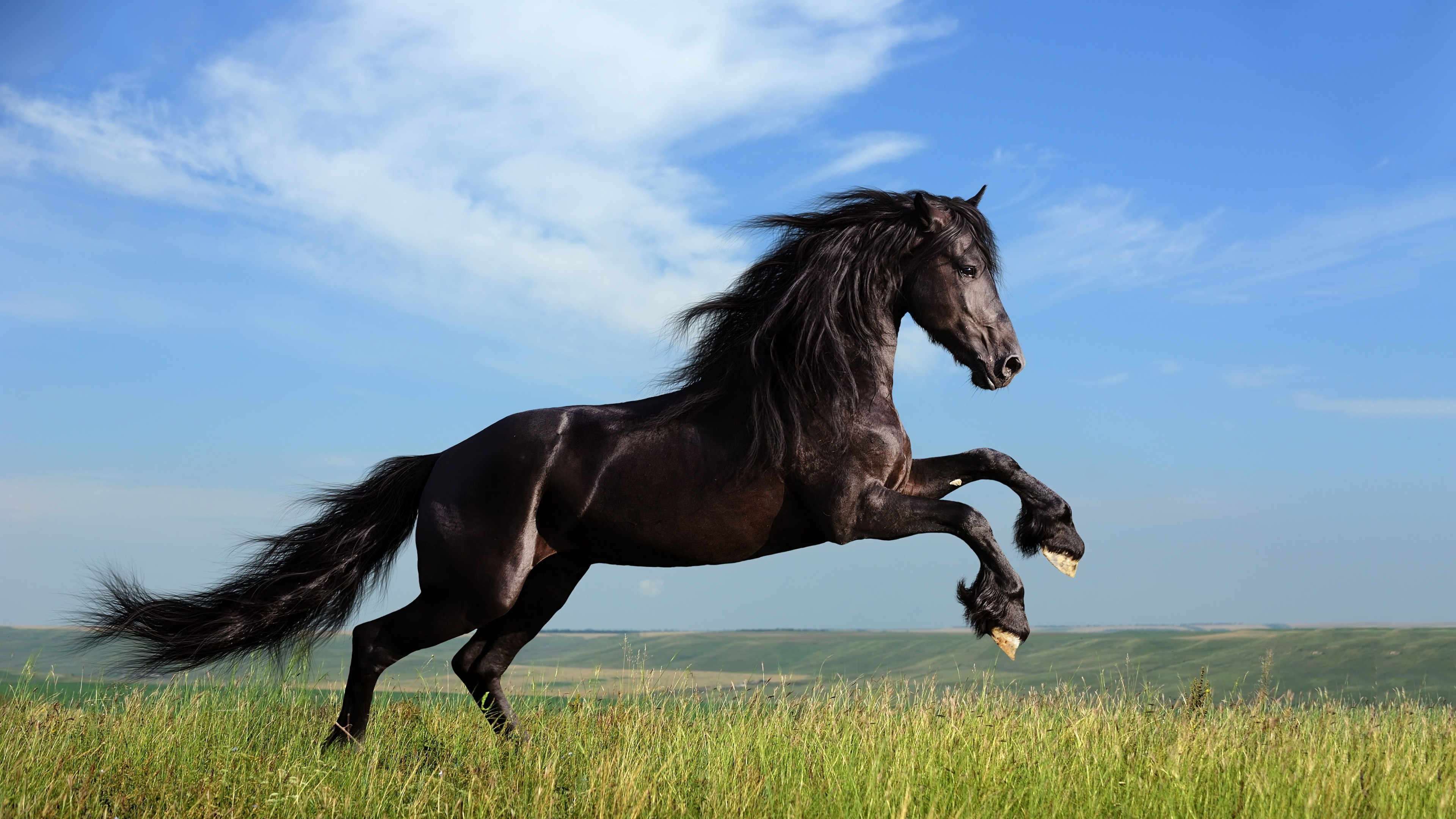 Black Horse Running 4K wallpaper