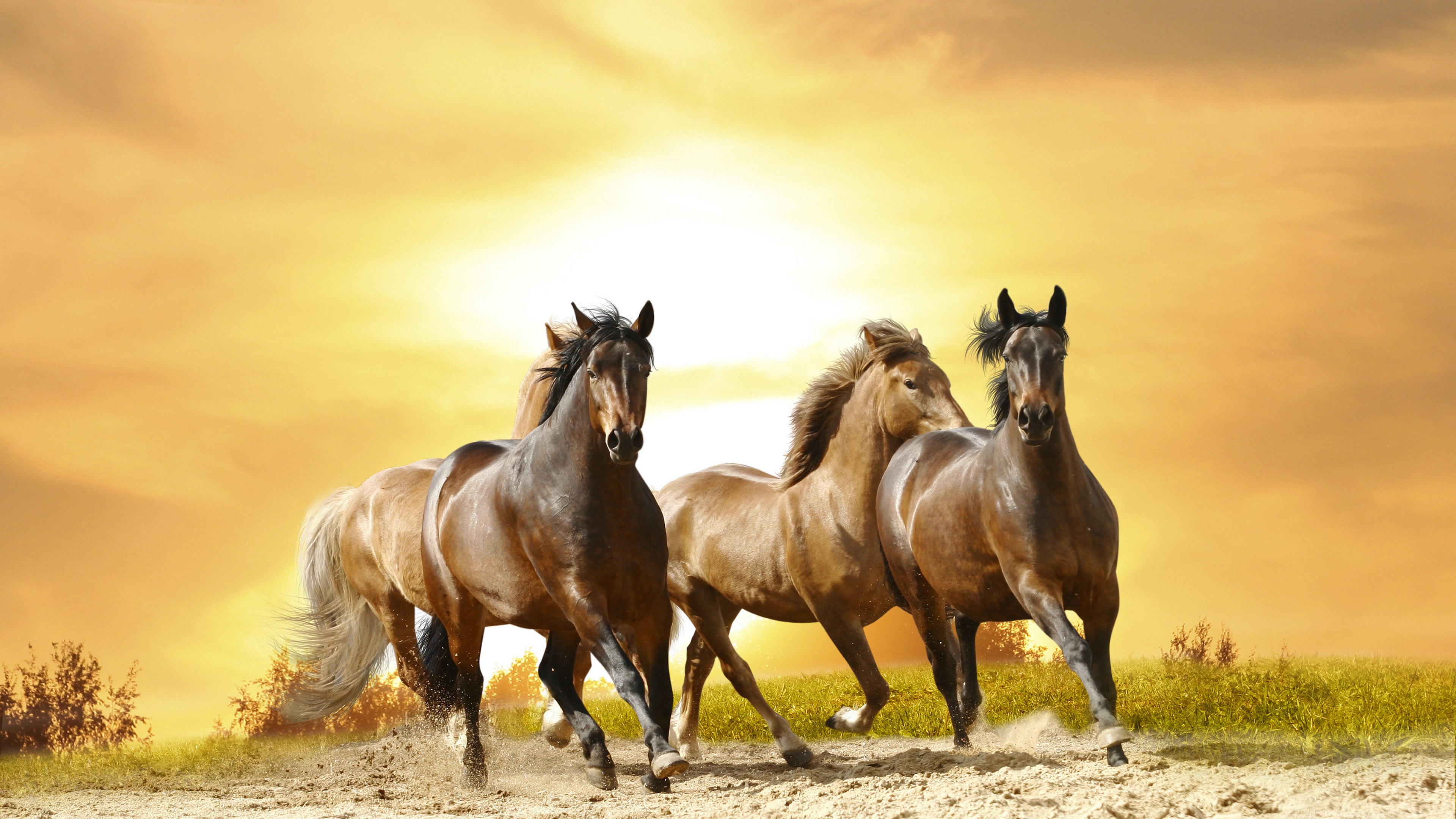 wallpaper, horses, running, sunset, 4k, HD Gallery HD Wallpaper
