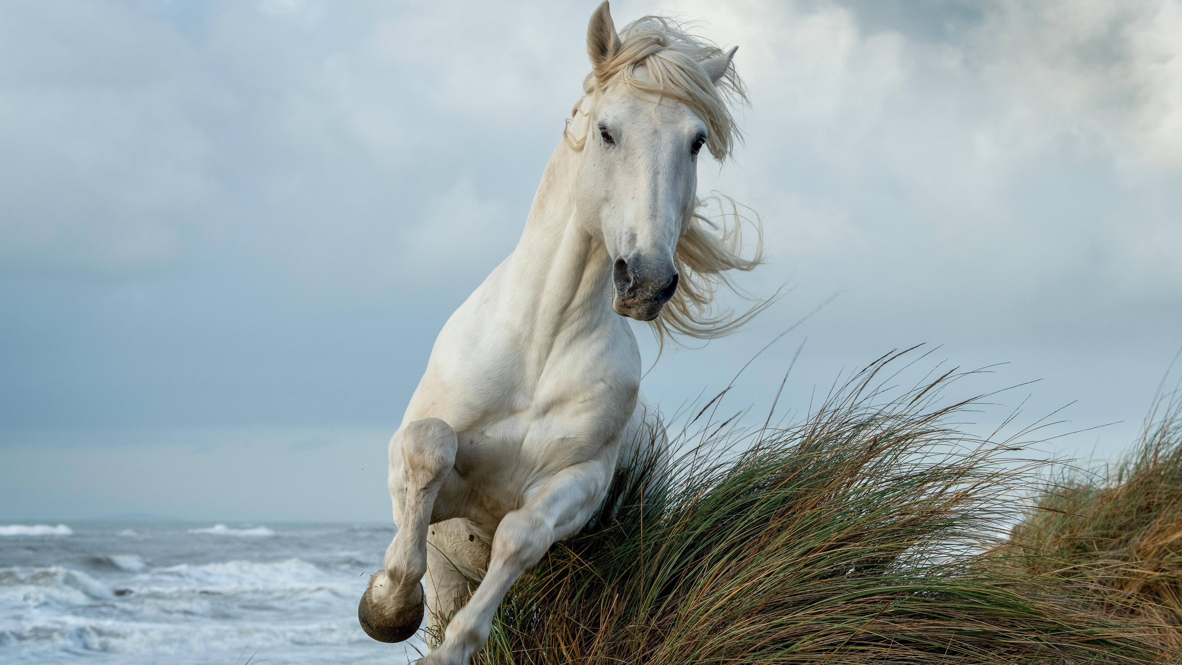 Download wallpaper 3840x2160 white horse, run, animal 4k wallpaper, uhd wallpaper, 16:9 widescreen 3840x2160 HD background, 26277