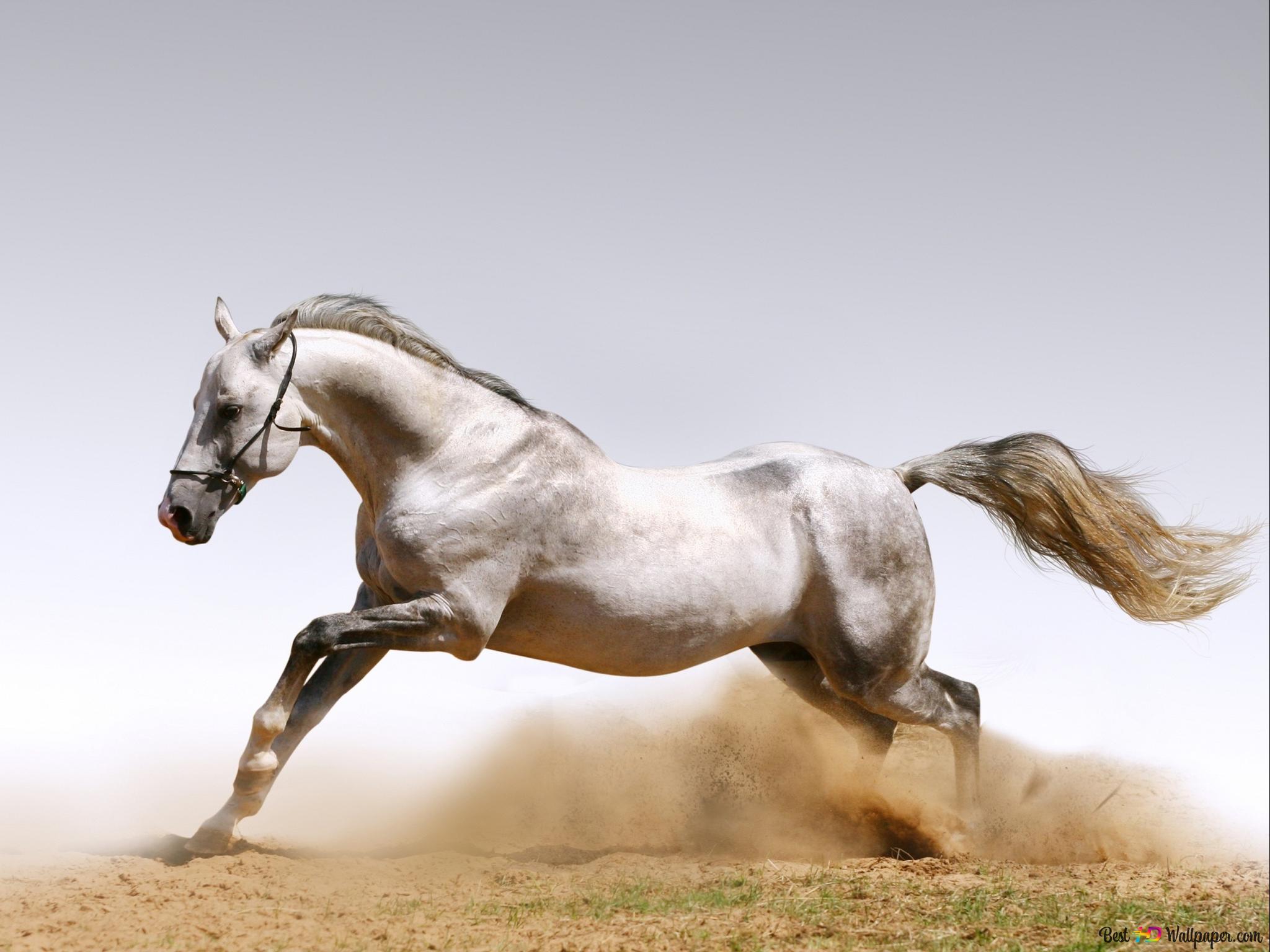 Running Horse 2K wallpaper download