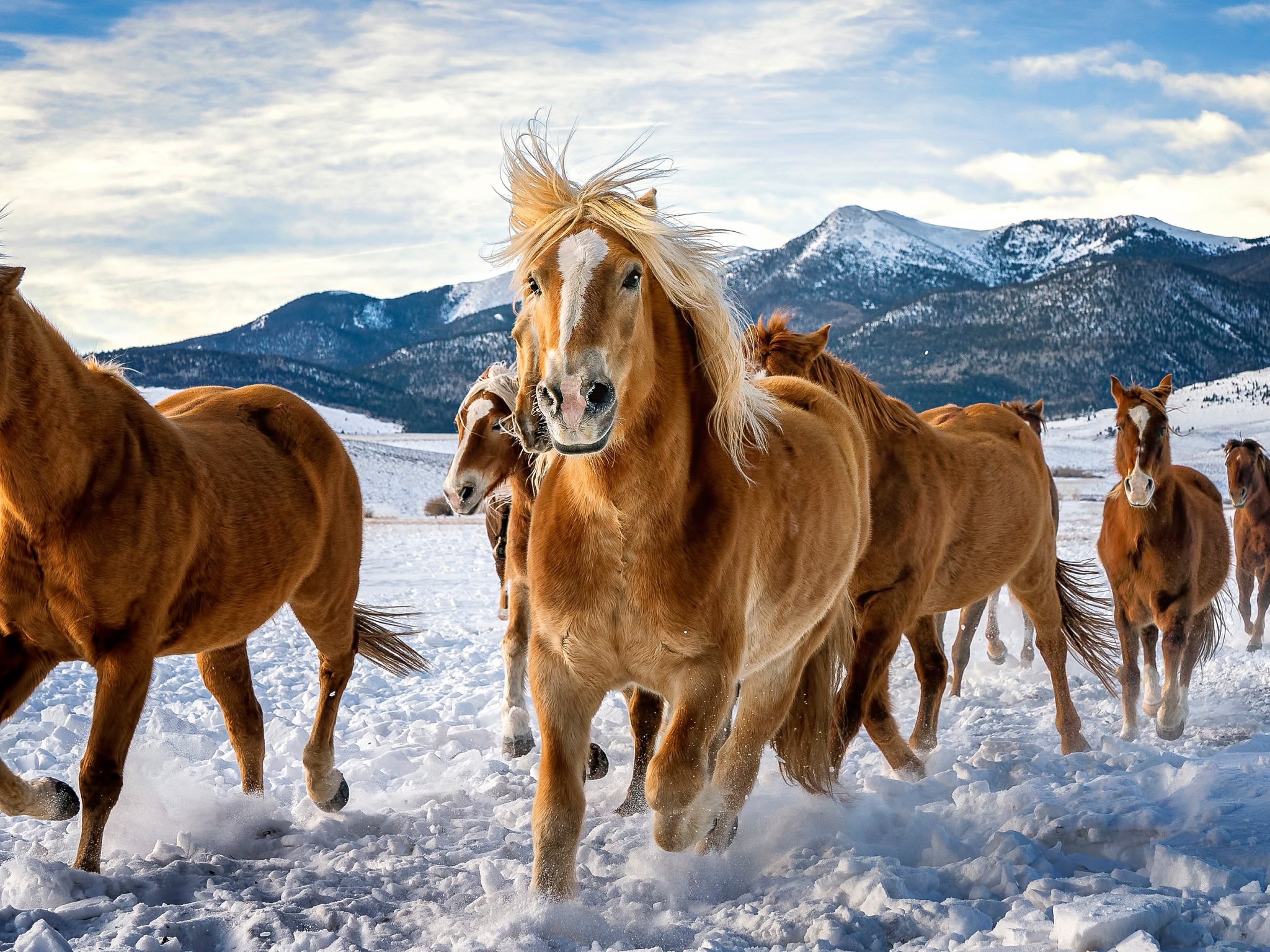 Wallpaper 4k Horses Snow Running 4k Wallpaper