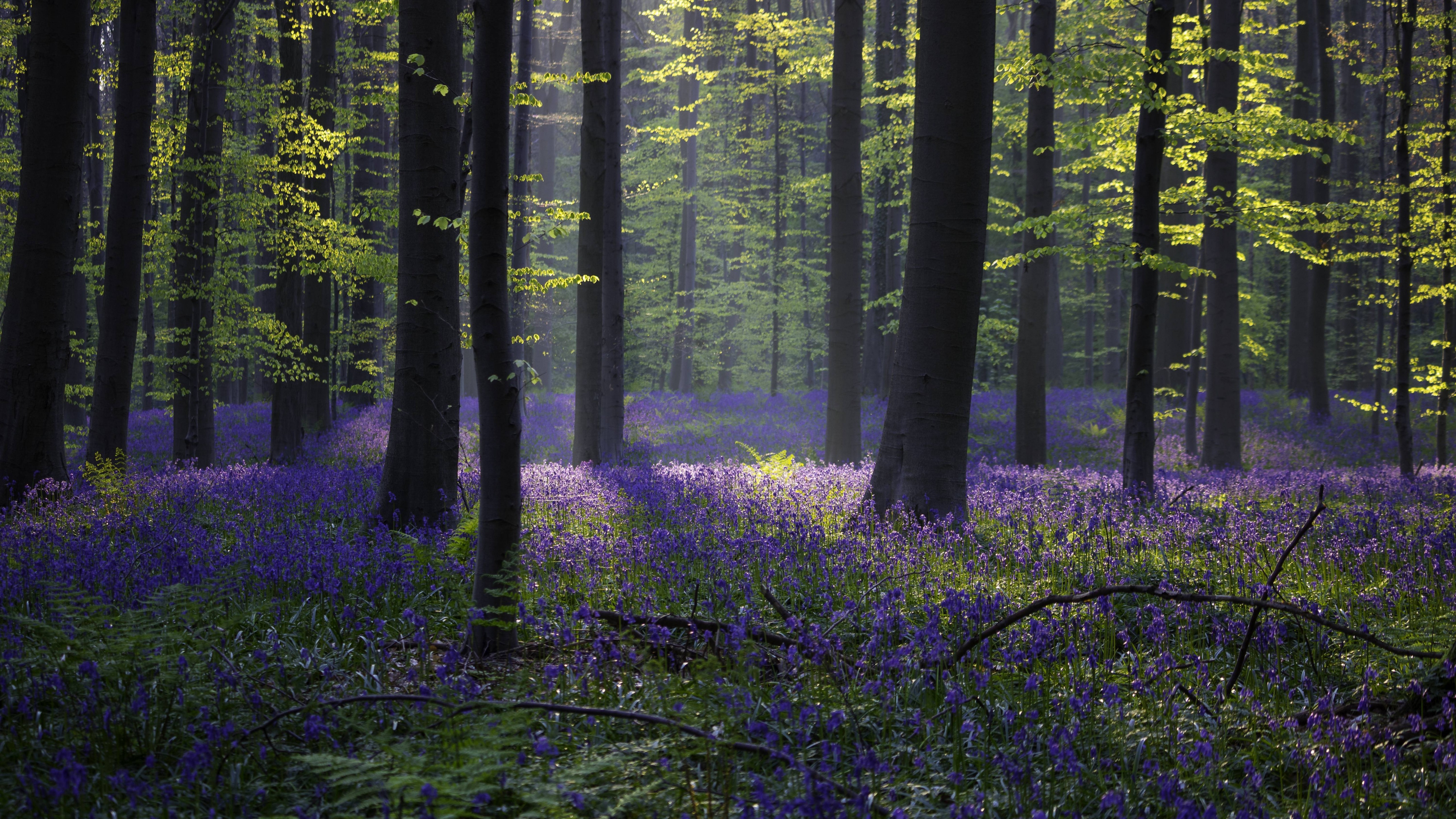 Wallpaper forest, bluebell, sunlight, spring, Halle, Belgium, 4k, 5k, Nature