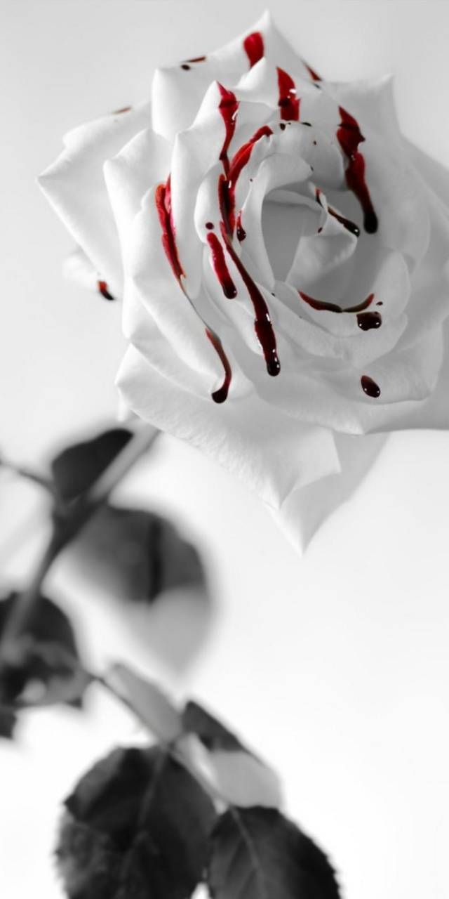 Blood Flower Wallpapers Wallpaper Cave