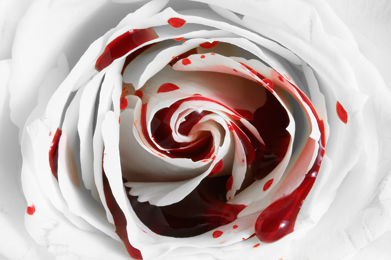 Desktop Wallpaper Blood Roses White flower Closeup