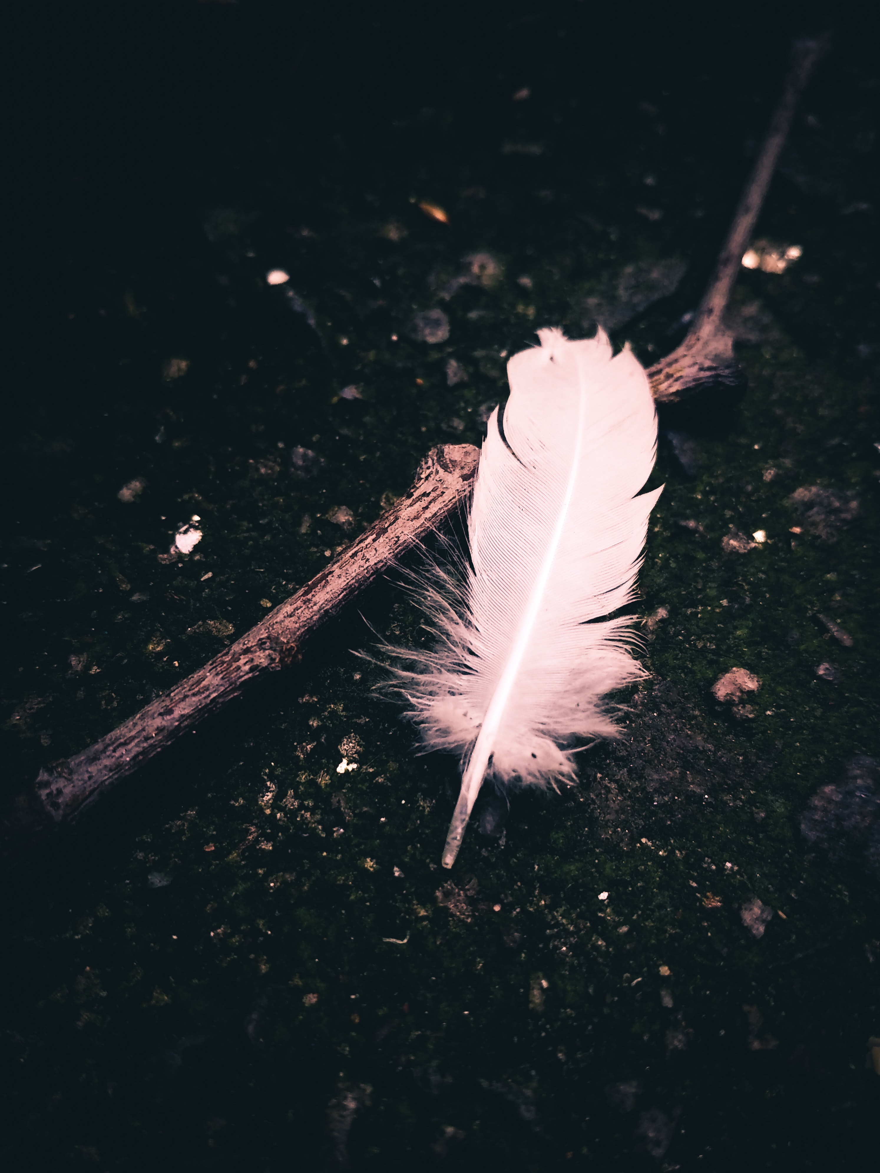 Feather Photo, Download The BEST Free Feather & HD Image