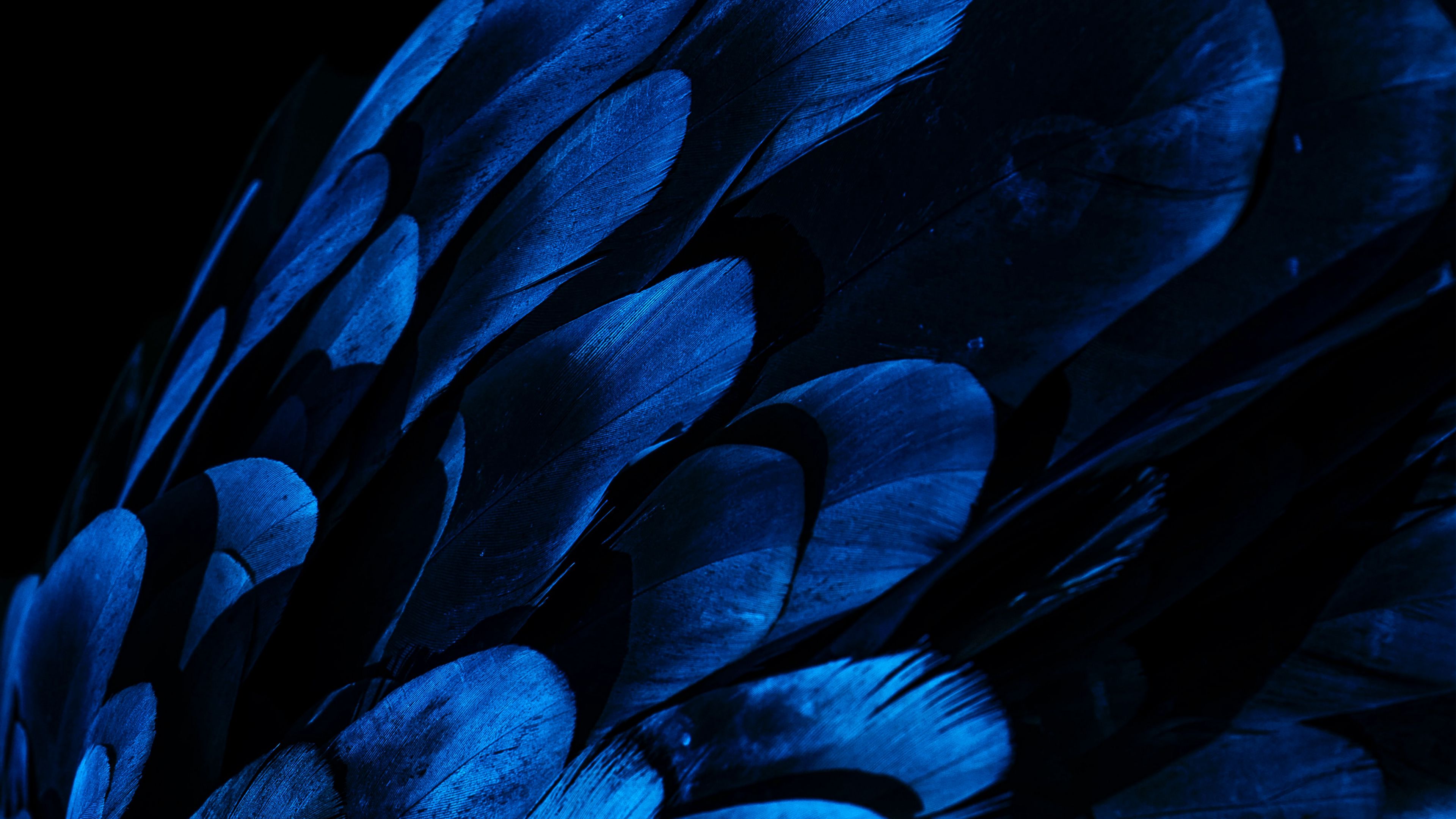 Download wallpaper 3840x2160 feathers, wing, blue, dark 4k uhd 16:9 HD background