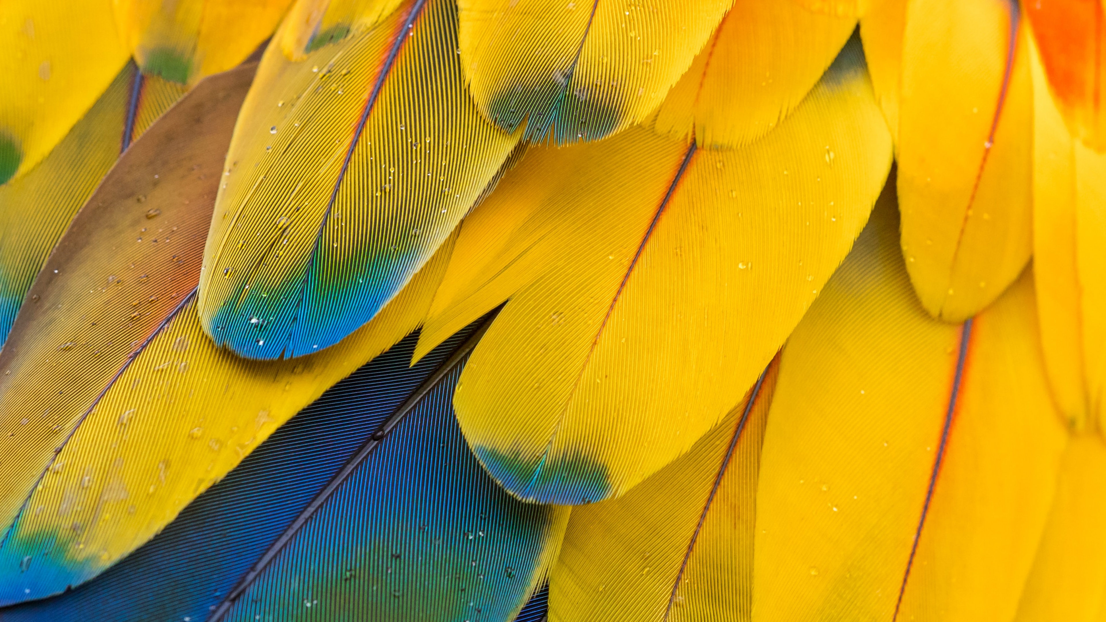 Macaw Feathers Wallpaper 4K, Pattern, Multicolor, Colorful