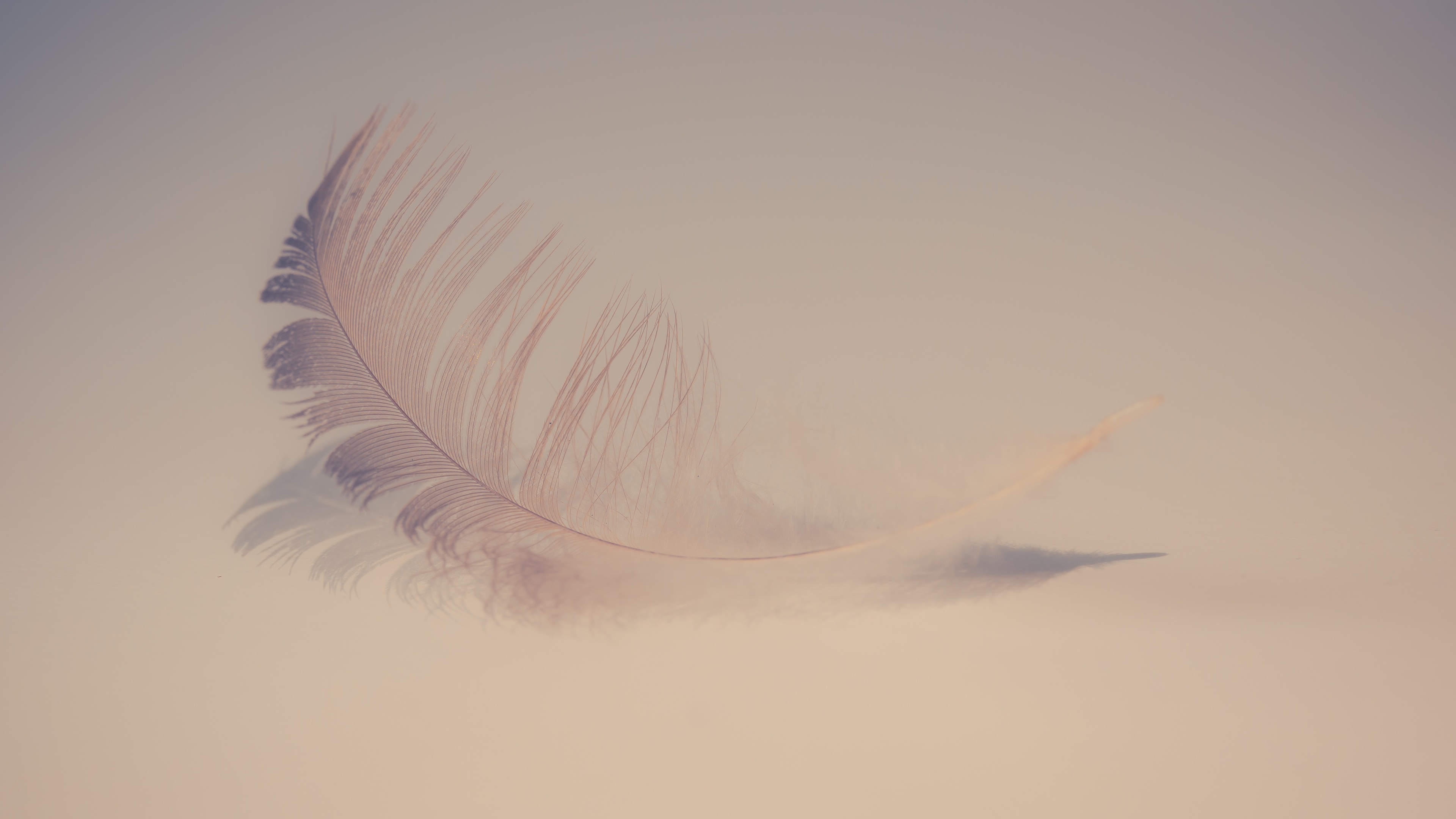 Wallpaper 4k Feather Soft 4k Wallpaper