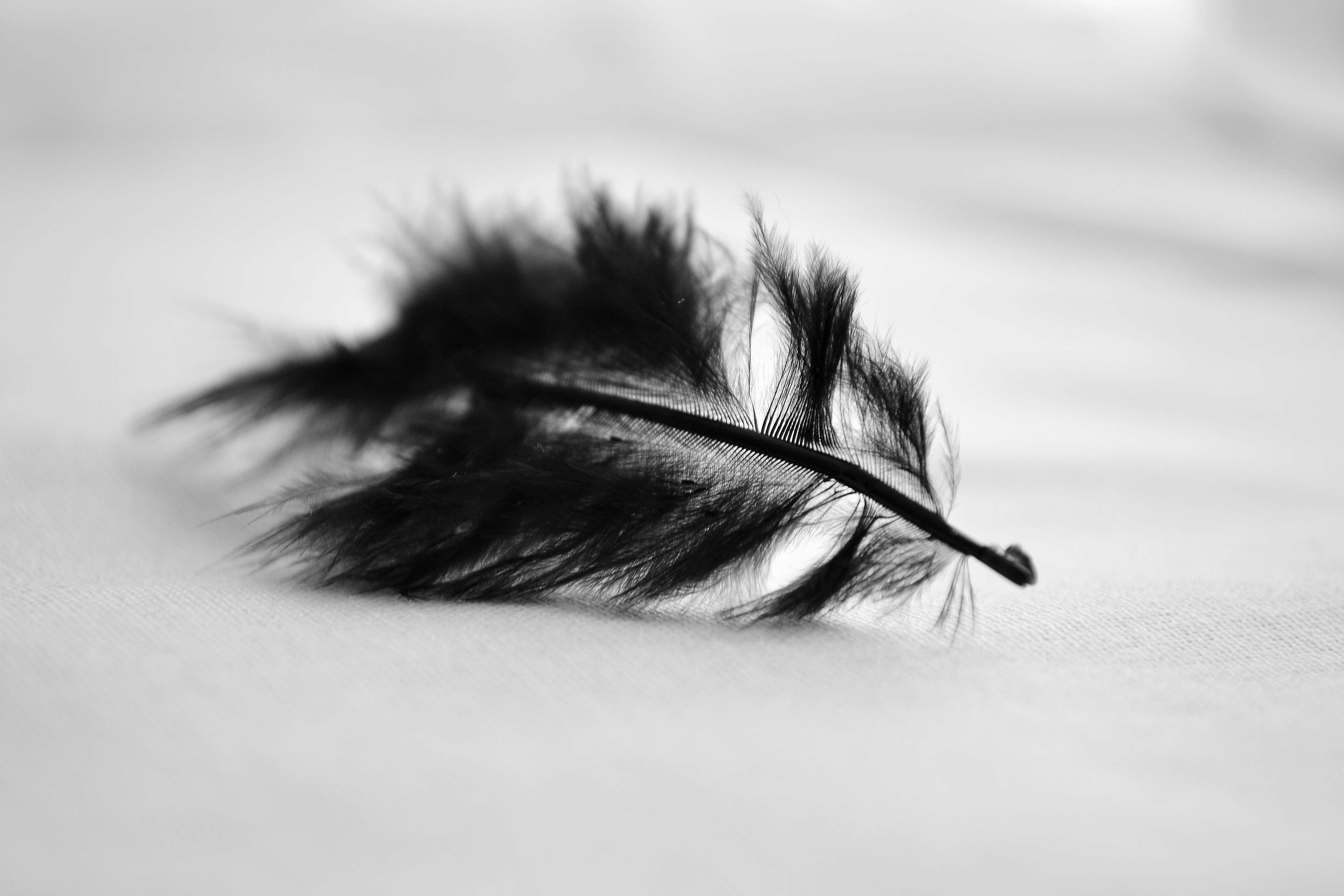 black, feather 4k Gallery HD Wallpaper