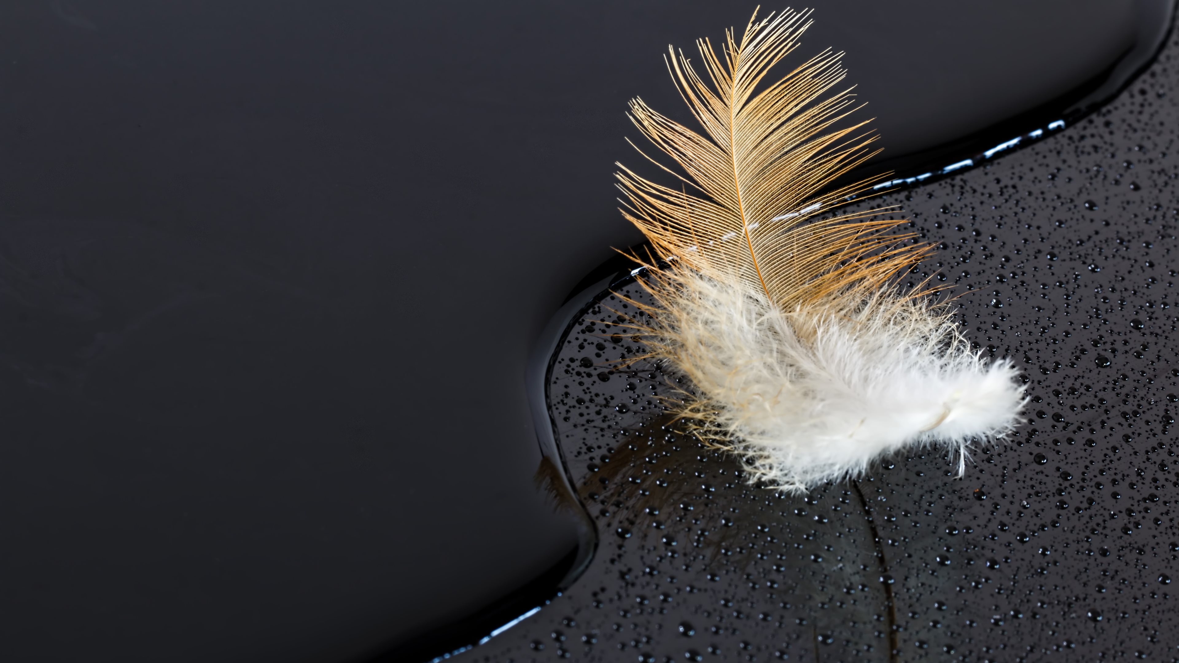 Free download Feather on Water Black Surface 4k Ultra HD Wallpaper and [3840x2160] for your Desktop, Mobile & Tablet. Explore Farfetch'd HD Wallpaper. Desktop Background Hd, Snow Wallpaper Hd