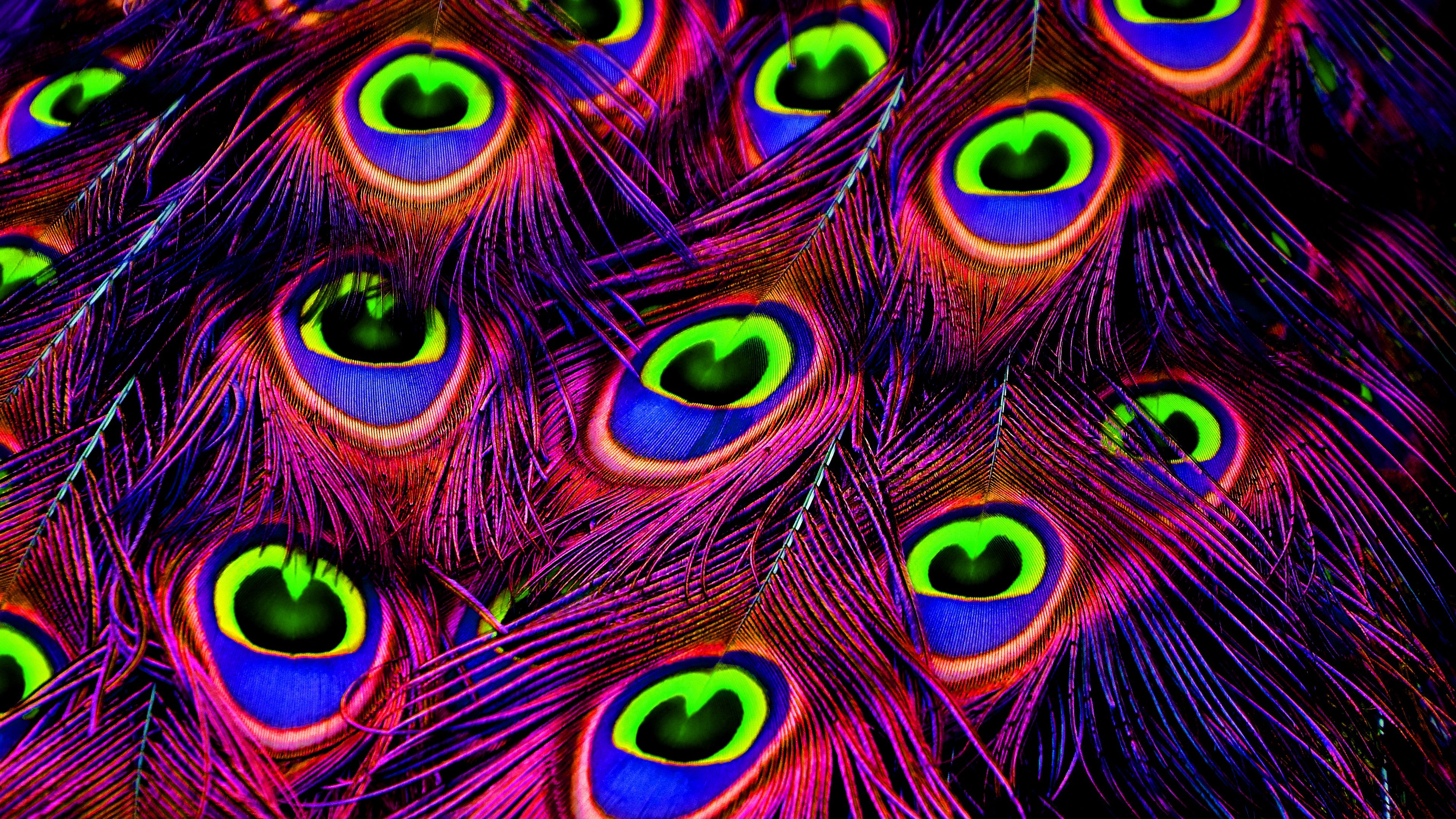 feathers 1080P, 2k, 4k Full HD Wallpaper, Background Free Download