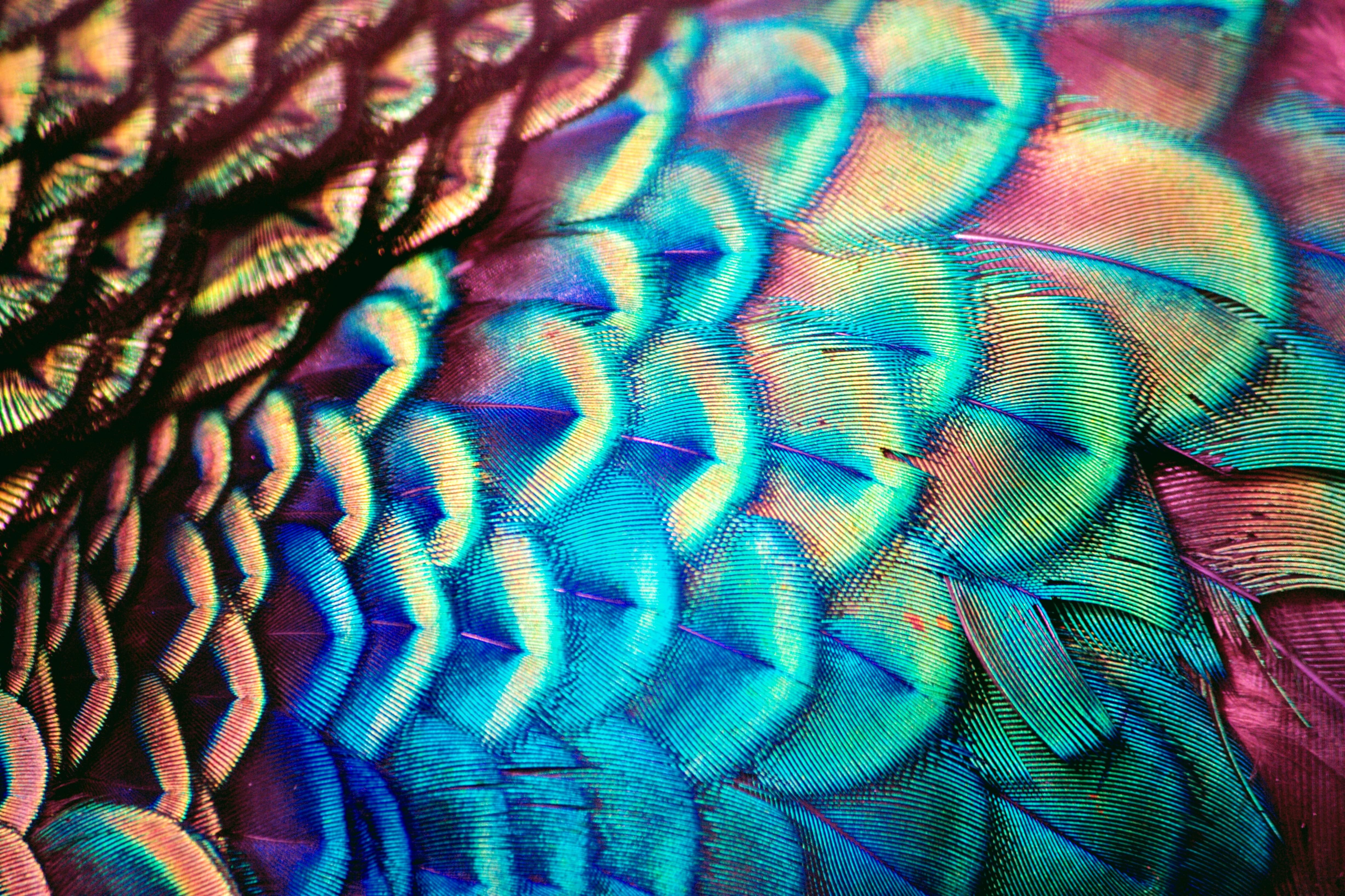 Peacock feather (4K) 16:9