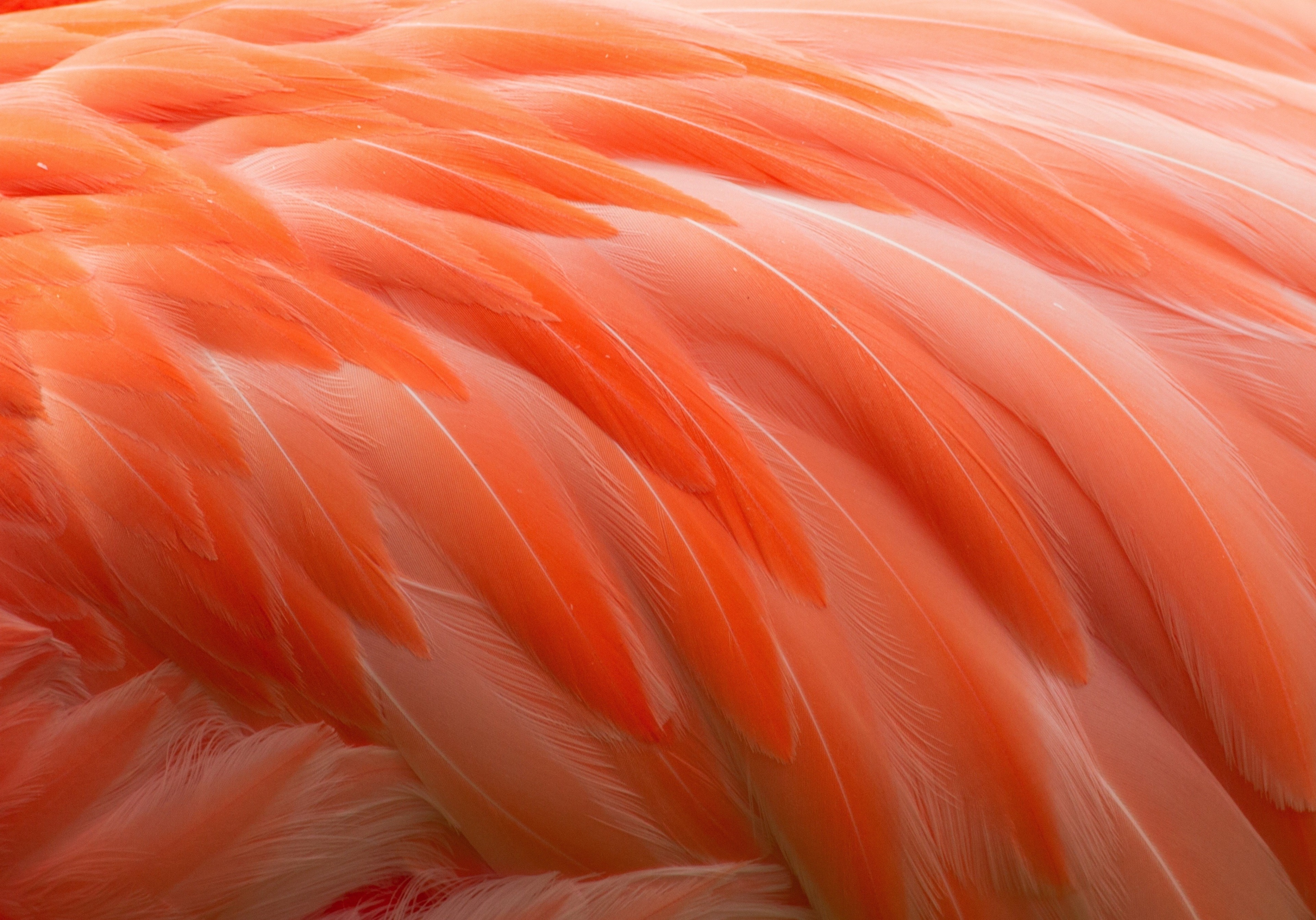 3840x2686 feathers 4k full HD desktop wallpaper free download Gallery HD Wallpaper