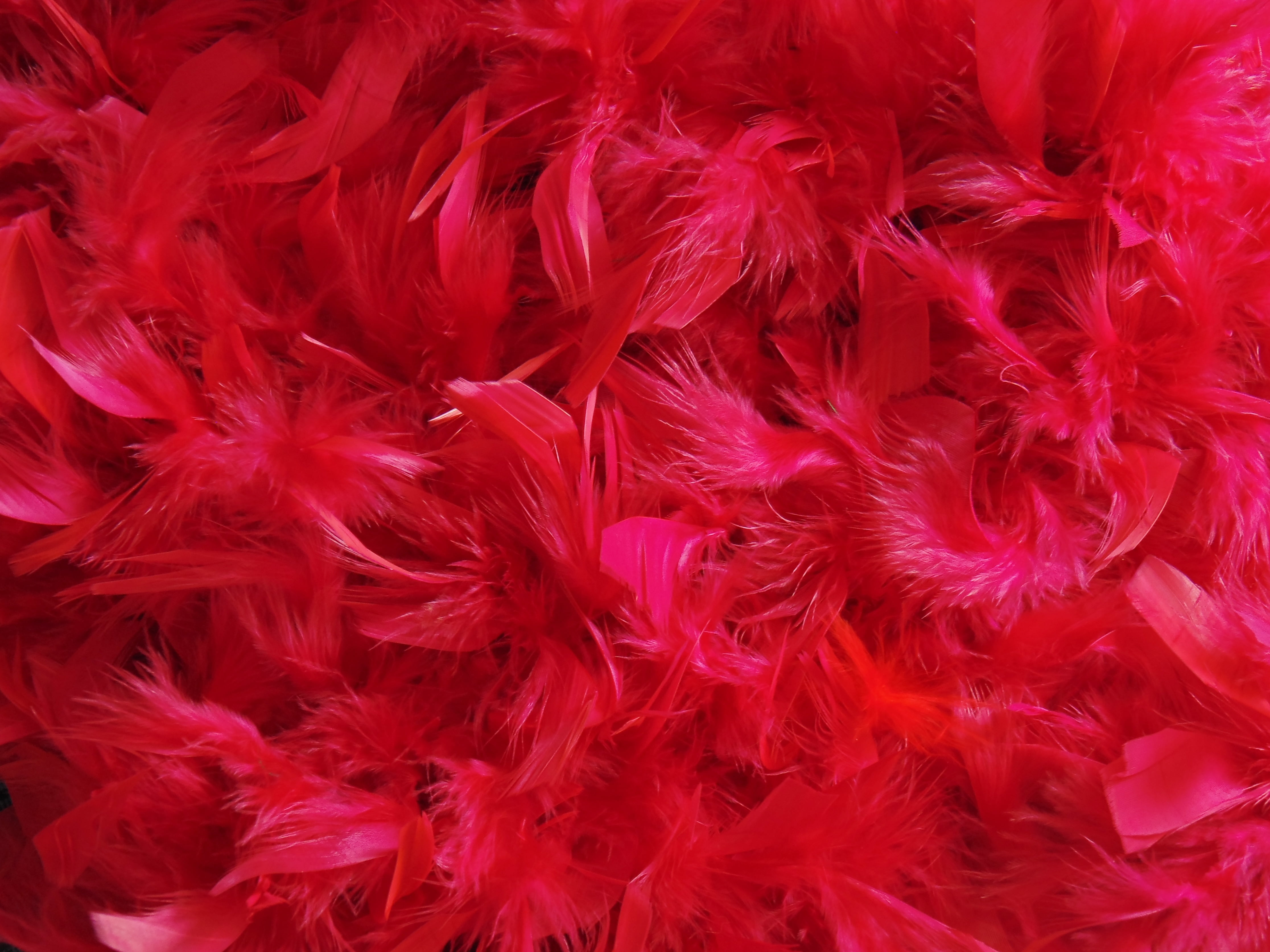 Red Feather Wallpaper