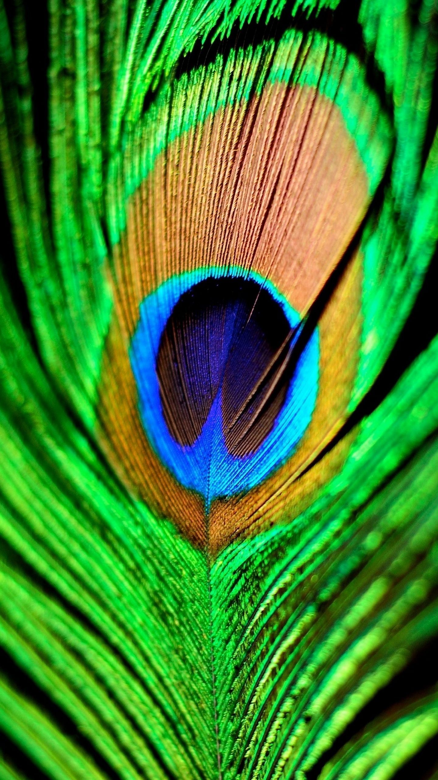 Blue Peacock Feather, Background