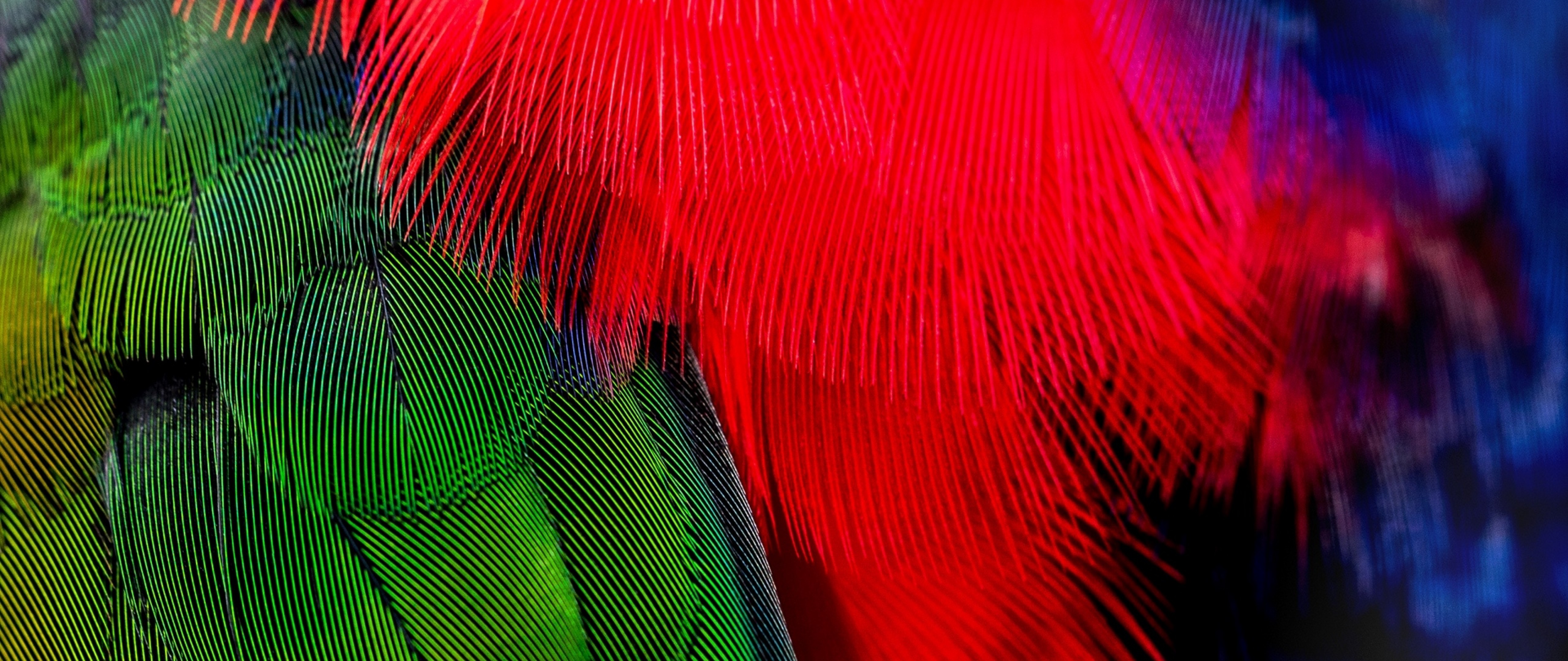 Colorful bird feathers HD Wallpaper 4K Ultra HD Wide TV