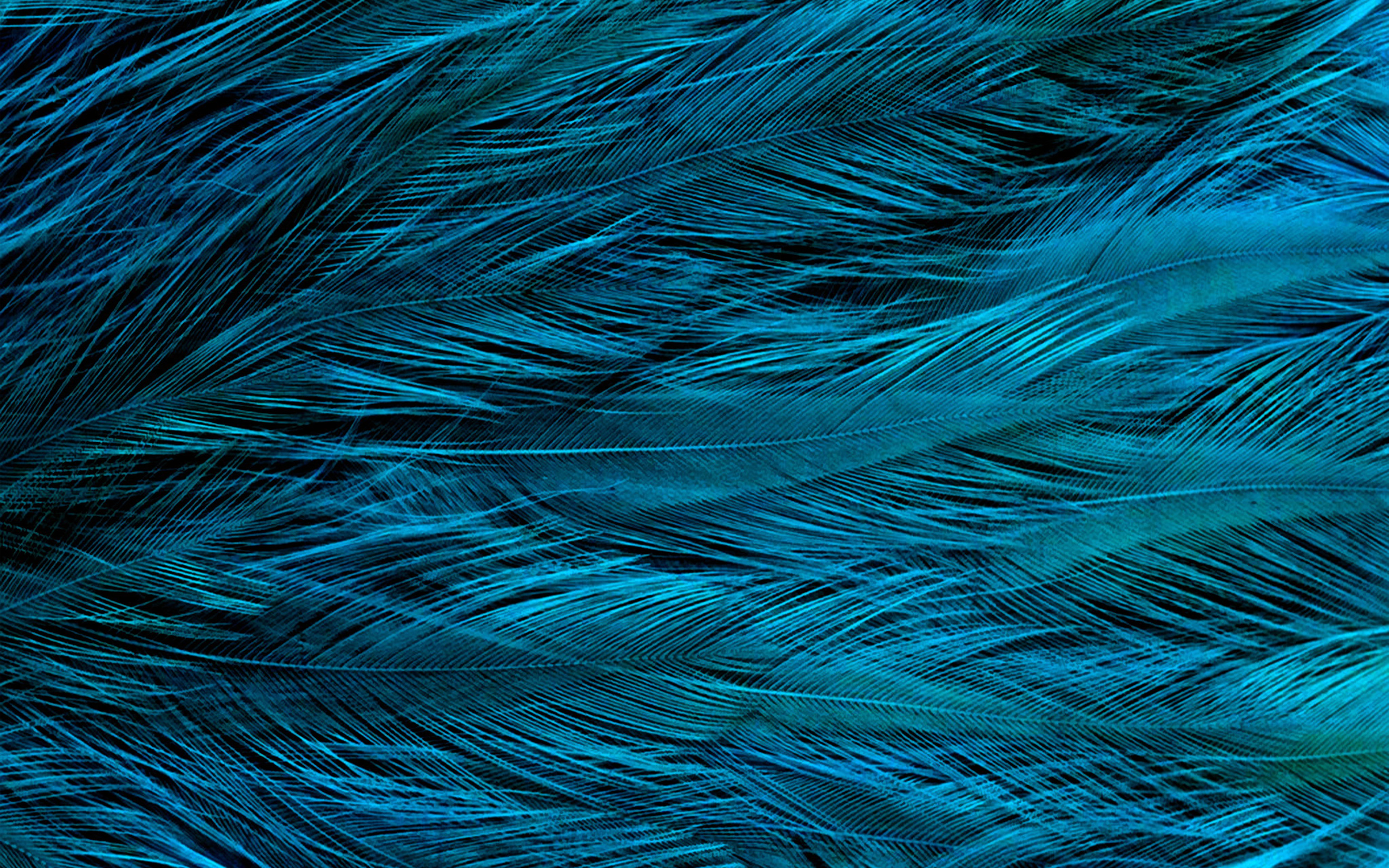 wallpaper for desktop, laptop. feather blue bird texture pattern