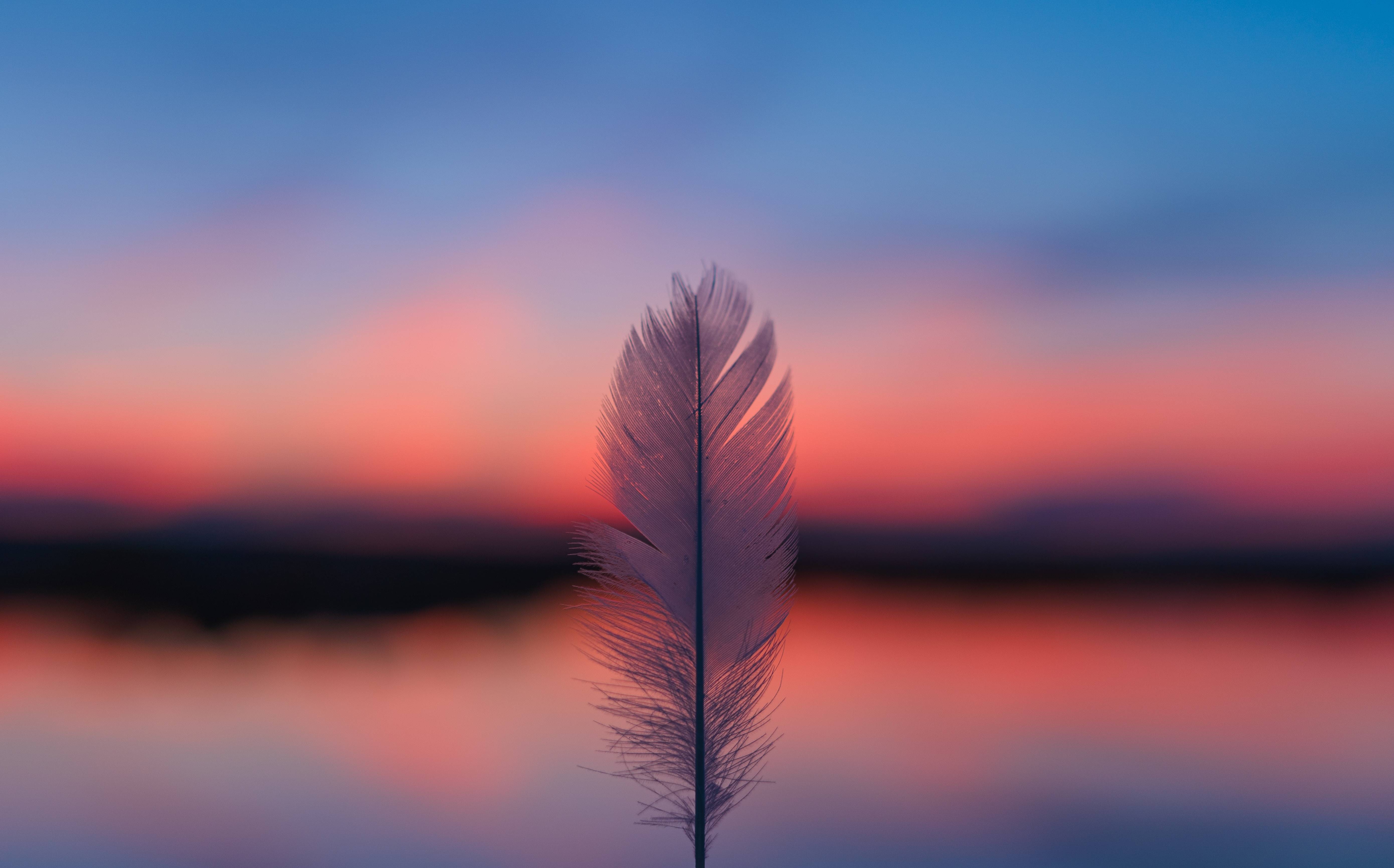 Feather Wallpaper