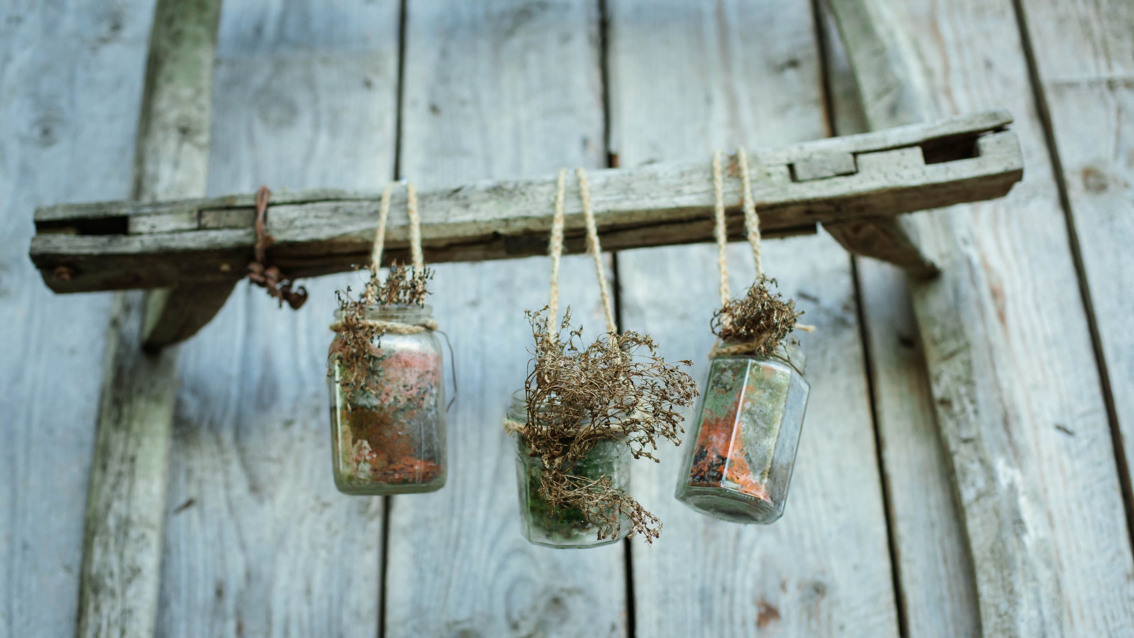 Wallpaper / small plants in glass jars suspended on a wooden wall, boho garden 4k wallpaper free download